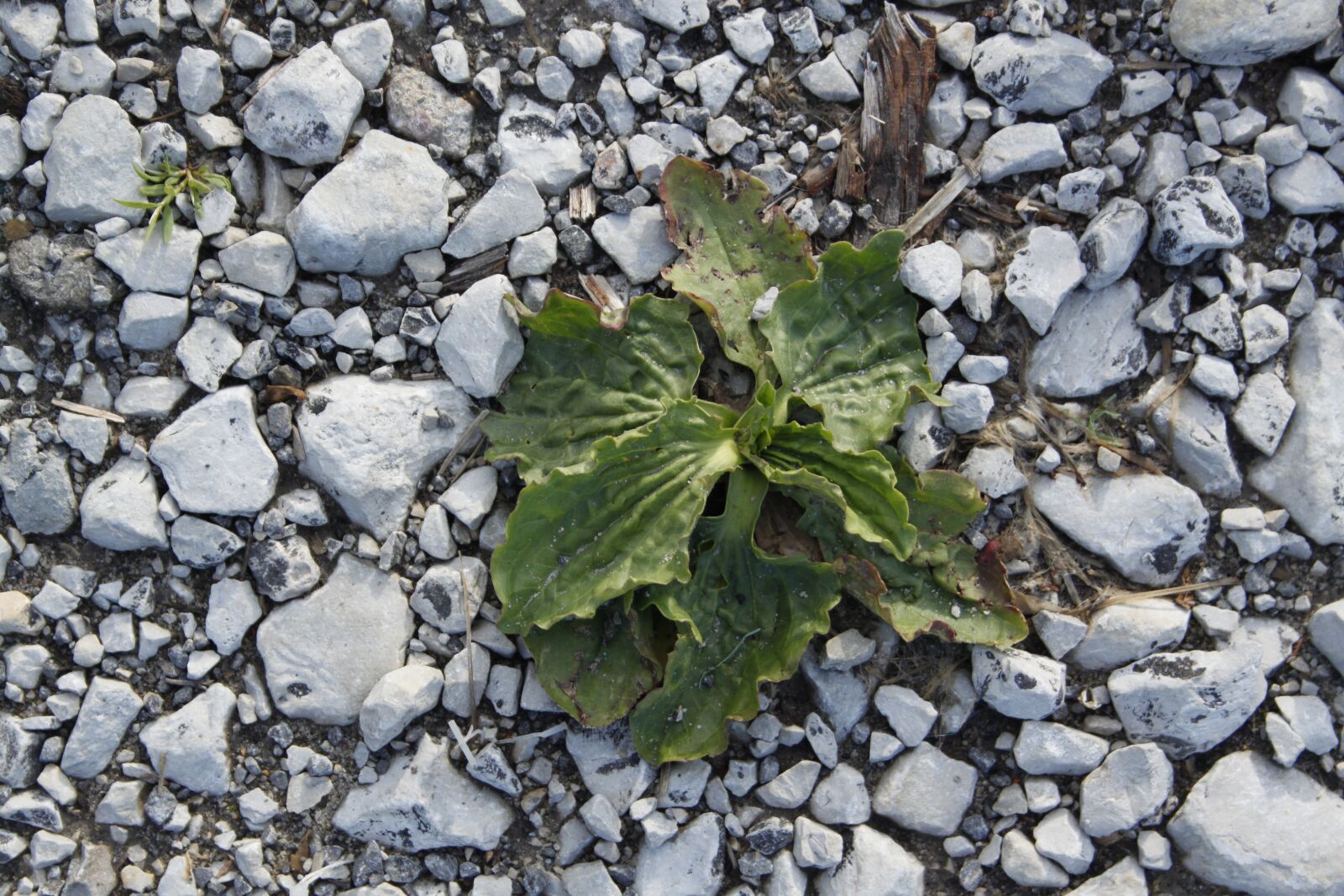 Canon EOS 500D (EOS Rebel T1i / EOS Kiss X3) sample photo. Pebbles, rocks, stones photography