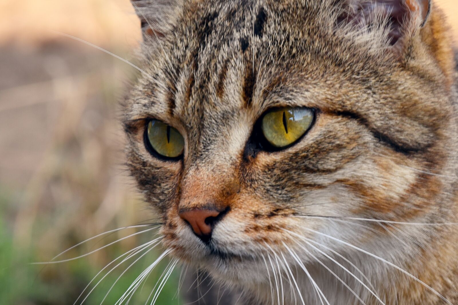 Nikon D5500 sample photo. Cat, hair, animal photography