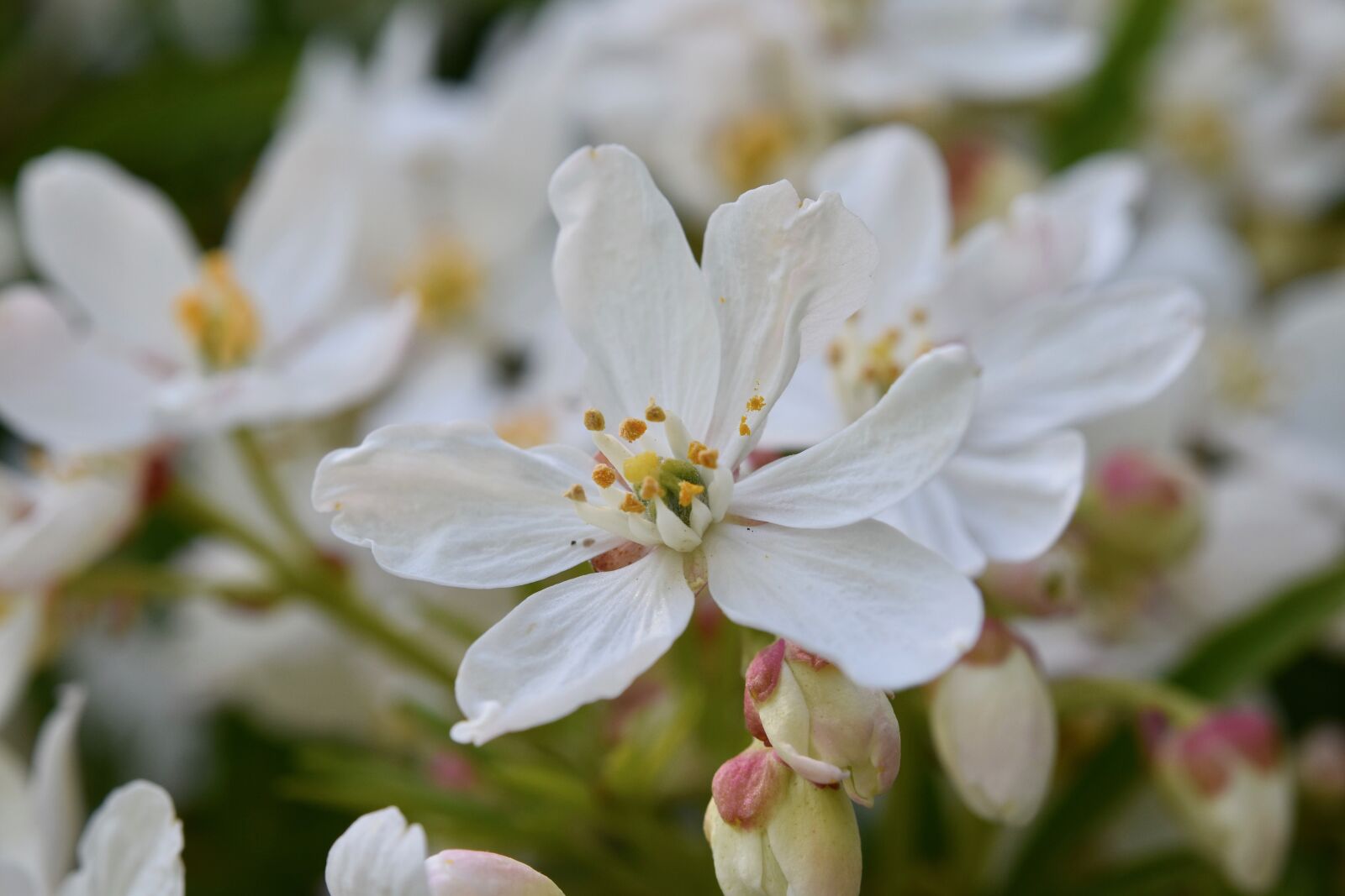 Nikon D5600 sample photo. Flower, white flowers, flower photography