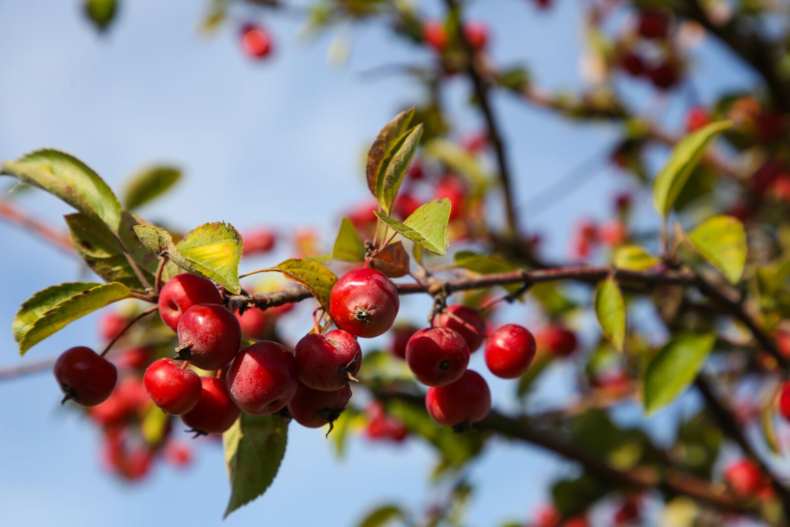 Canon EF 24-105mm F4L IS II USM sample photo. Berry red, roadside, fruit photography
