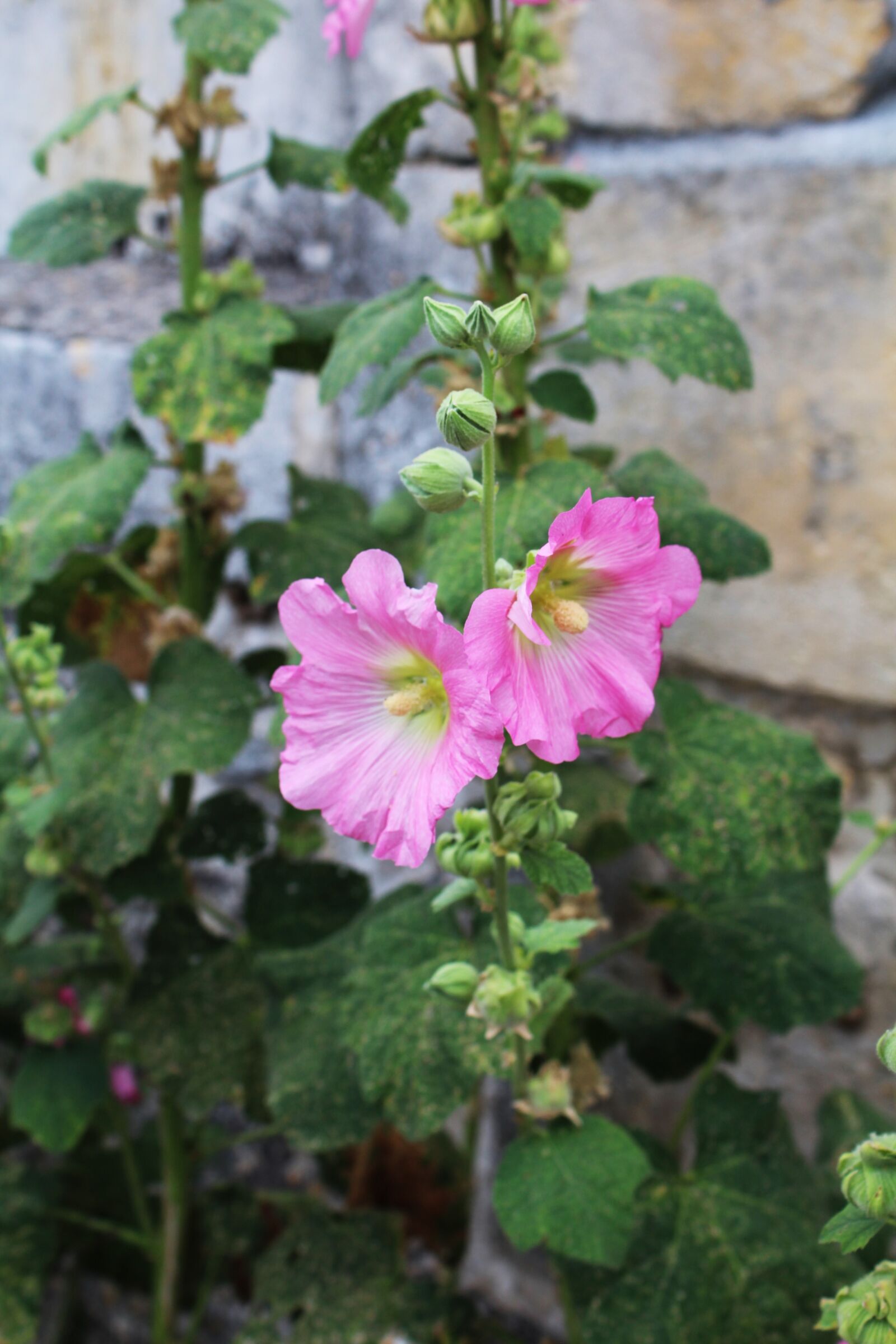 Canon EOS 1200D (EOS Rebel T5 / EOS Kiss X70 / EOS Hi) sample photo. Hollyhock, passerose, pink photography