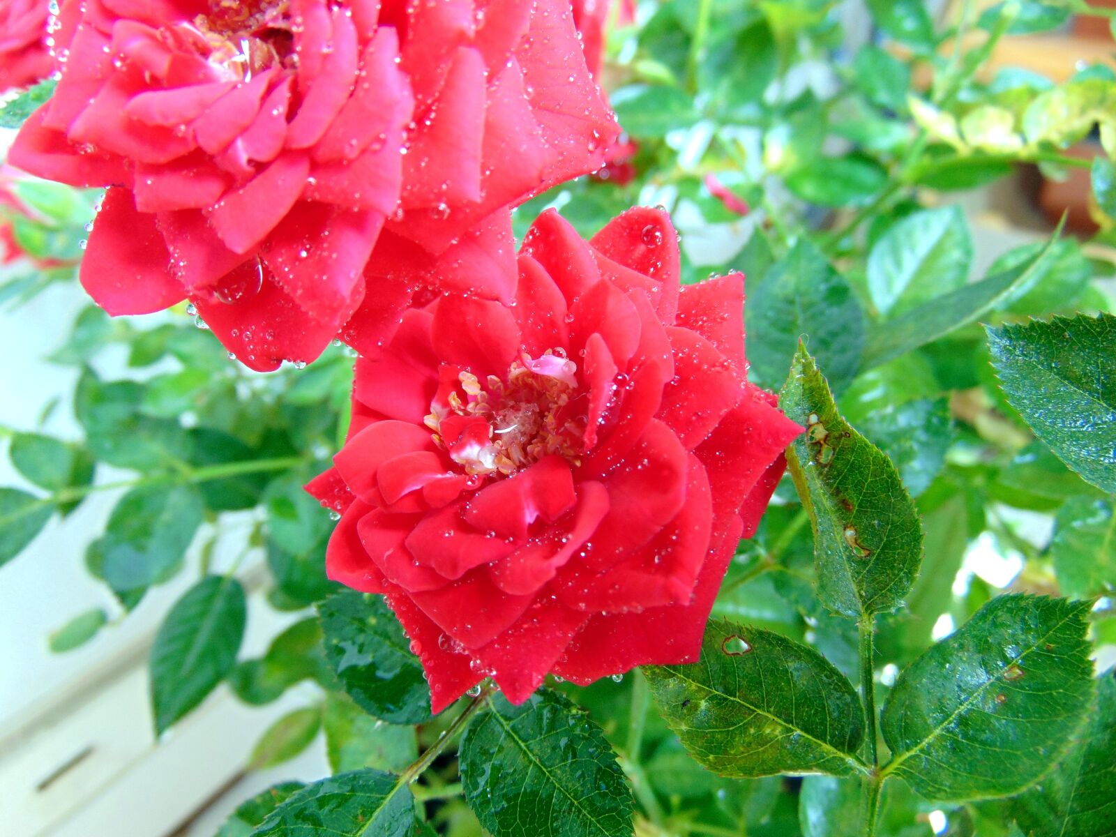 Sony Cyber-shot DSC-H300 sample photo. Rose, plant, ornamental plants photography