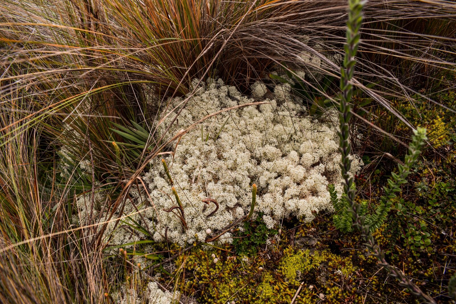 Nikon D3400 sample photo. Moss, nature, forest photography