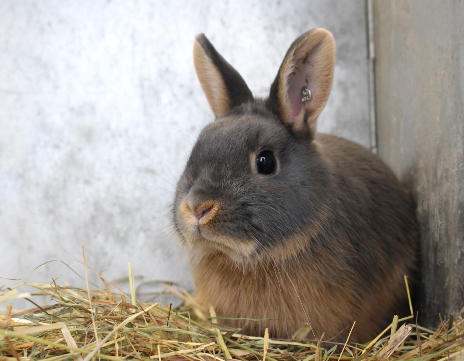 Canon EOS 100D (EOS Rebel SL1 / EOS Kiss X7) sample photo. Rabbit, hare, cute photography