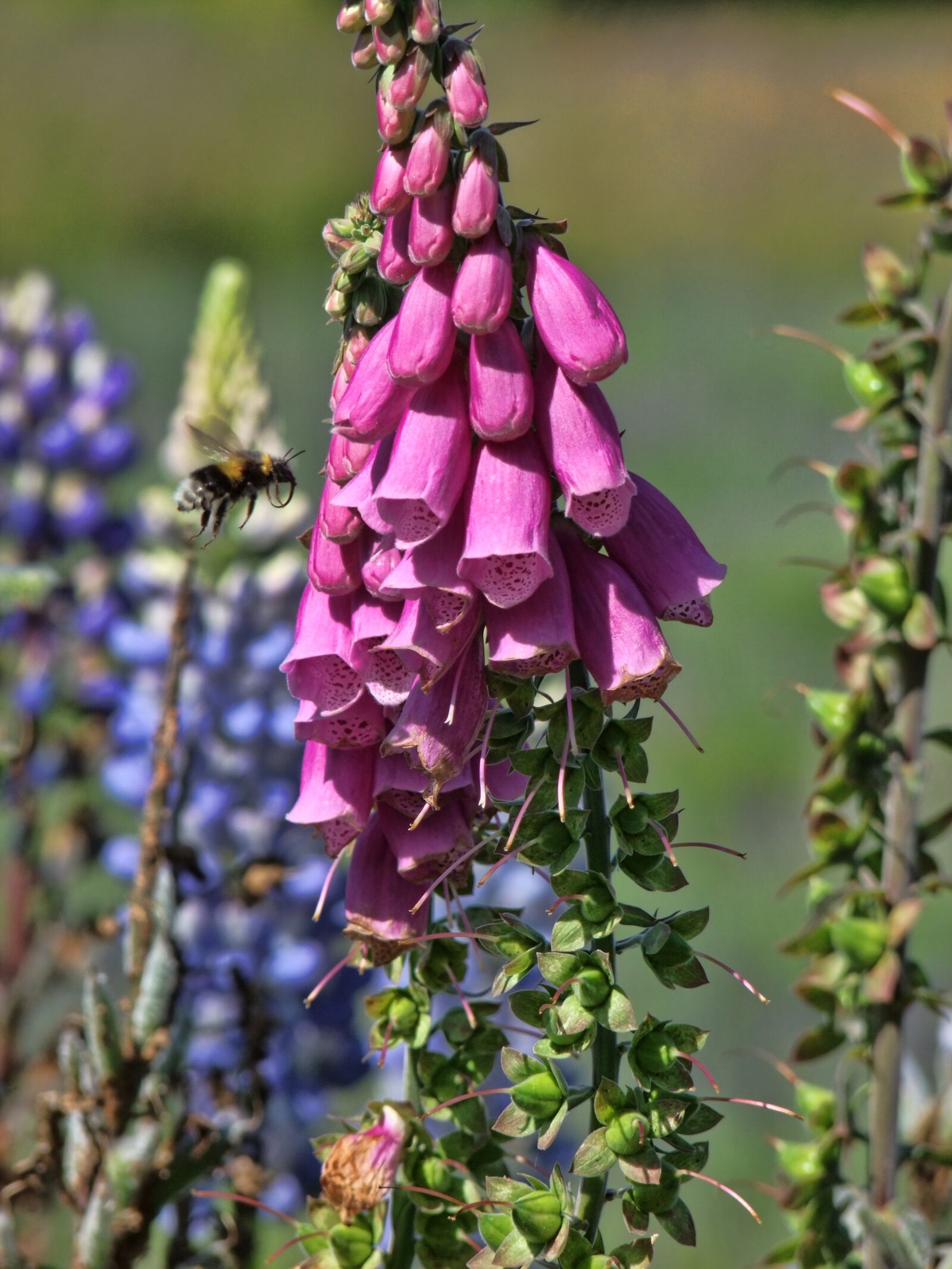 FujiFilm FinePix S200EXR (FinePix S205EXR) sample photo. Honey, bee, pollinate photography