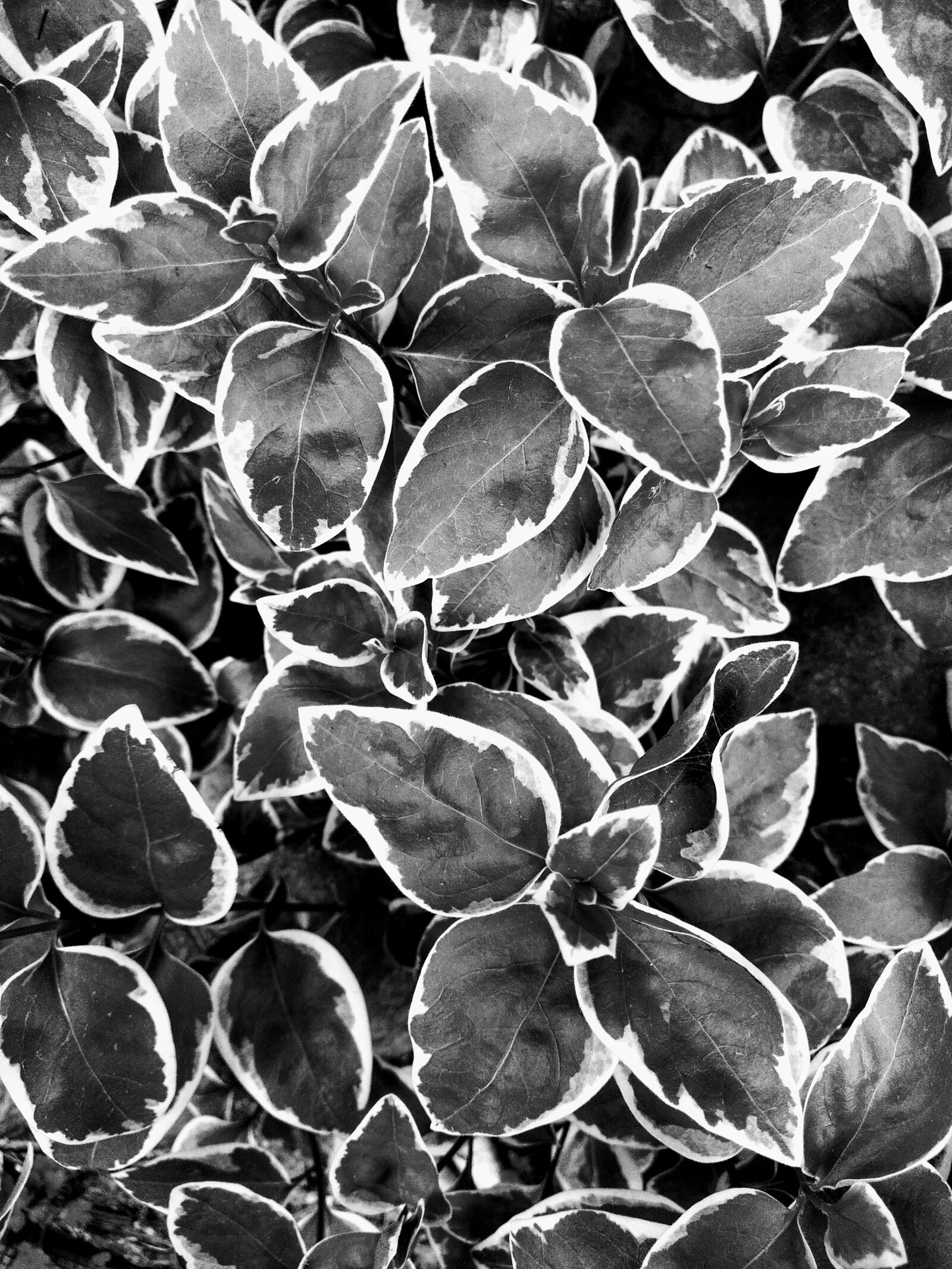 HMD Global Nokia 7.2 sample photo. Leaves, plant, nature photography