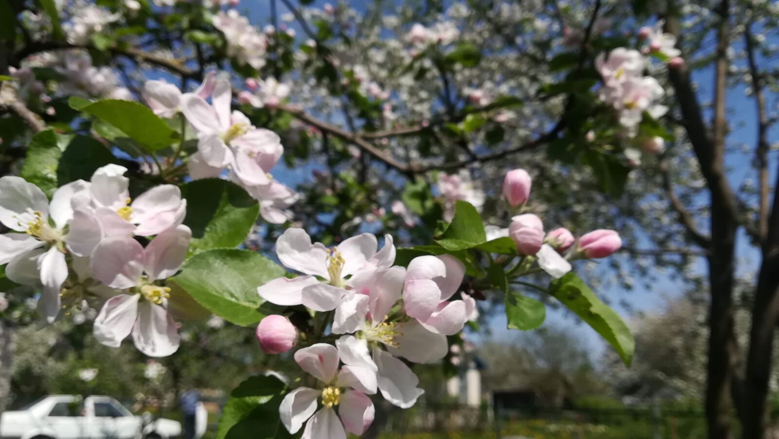 HUAWEI P10 lite sample photo. Apple tree, flowers, apple photography
