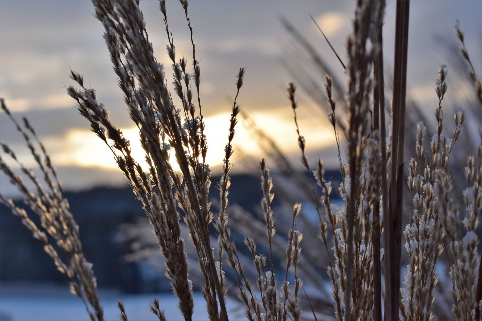 Nikon D5500 sample photo. Grasses, winter, snow photography