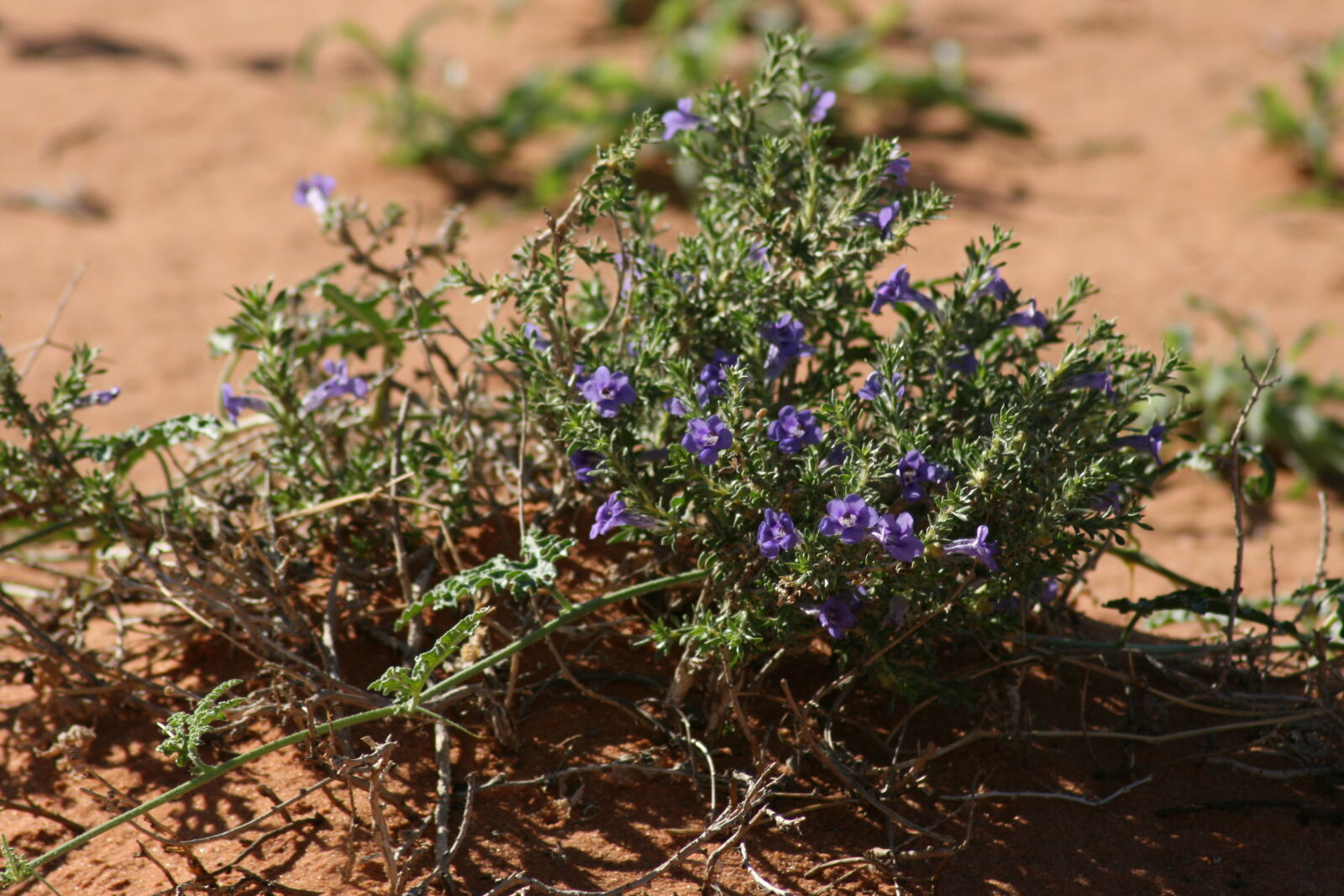 Canon EOS 400D (EOS Digital Rebel XTi / EOS Kiss Digital X) sample photo. Blue, desert, flowers, grow photography
