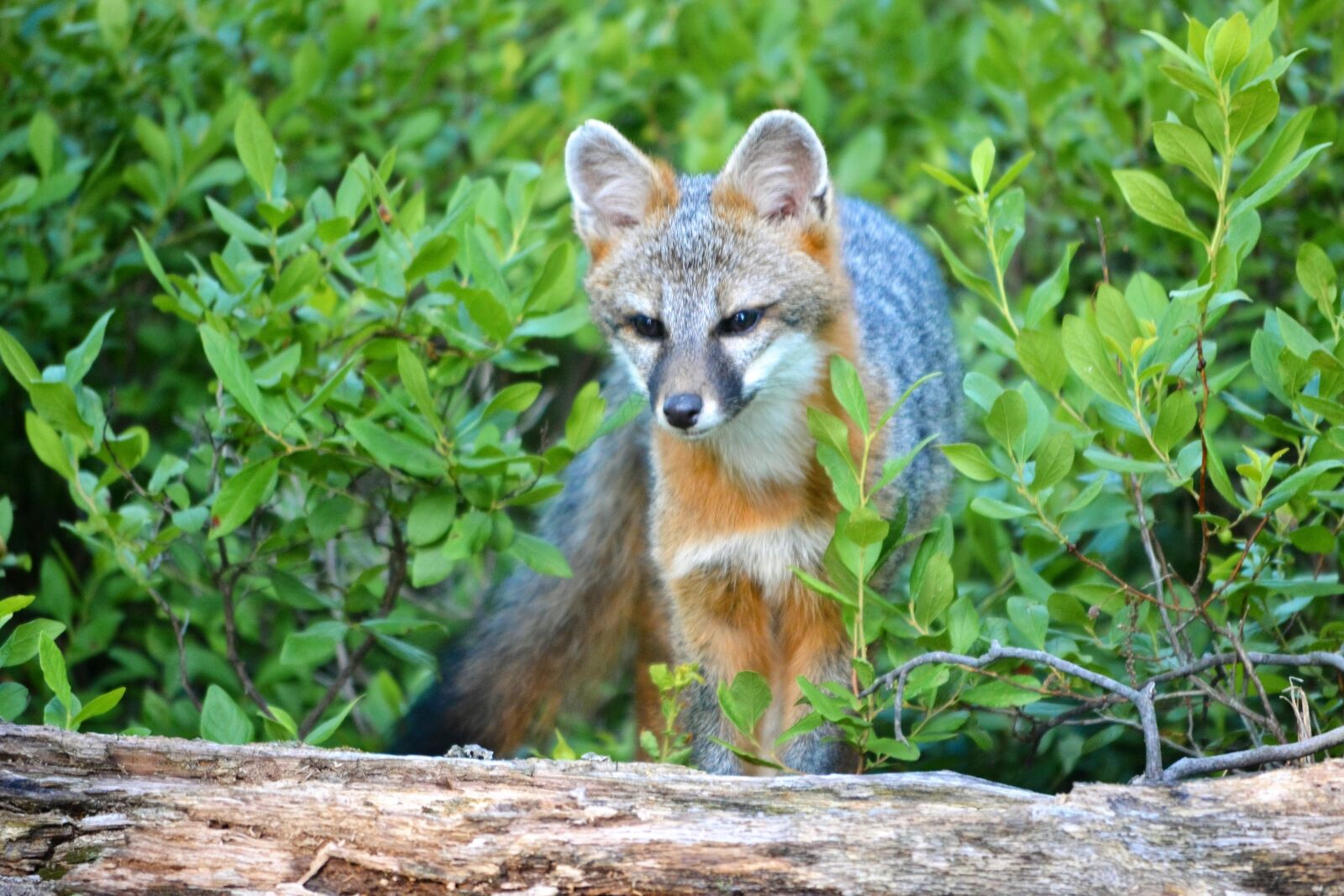 Nikon D3100 sample photo. Fox, wildlife, forest photography