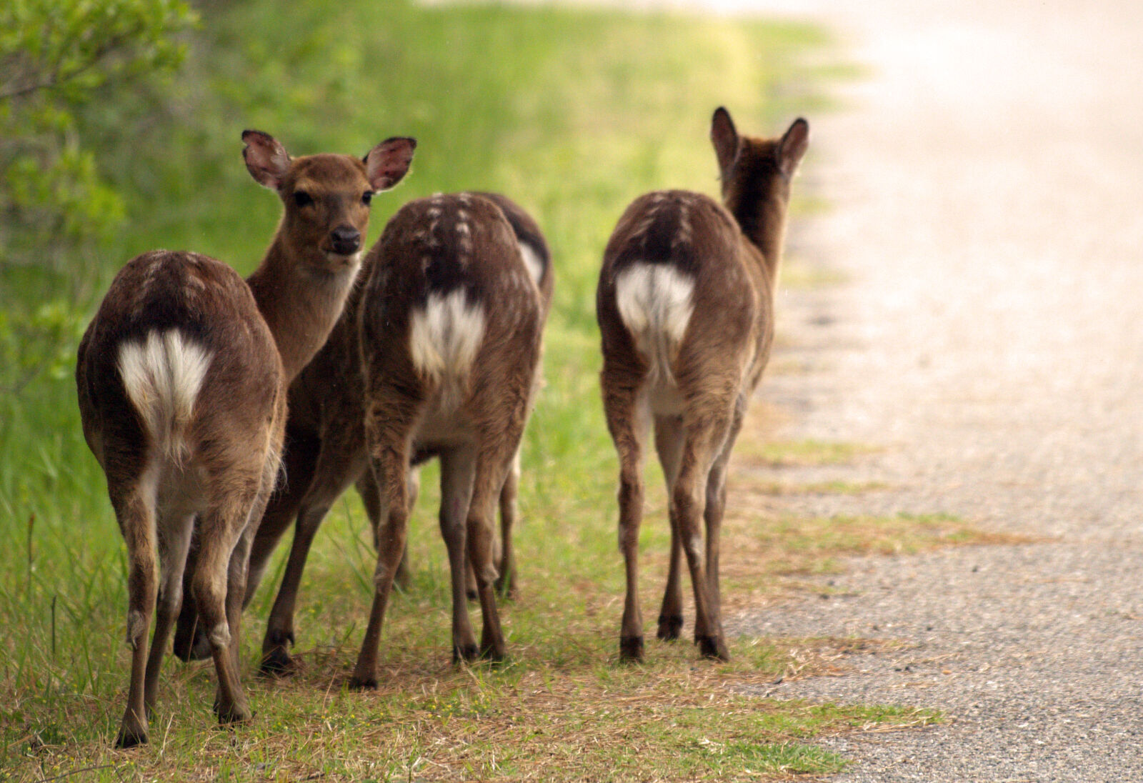 Olympus E-500 (EVOLT E-500) sample photo. Animals, deer, nature photography