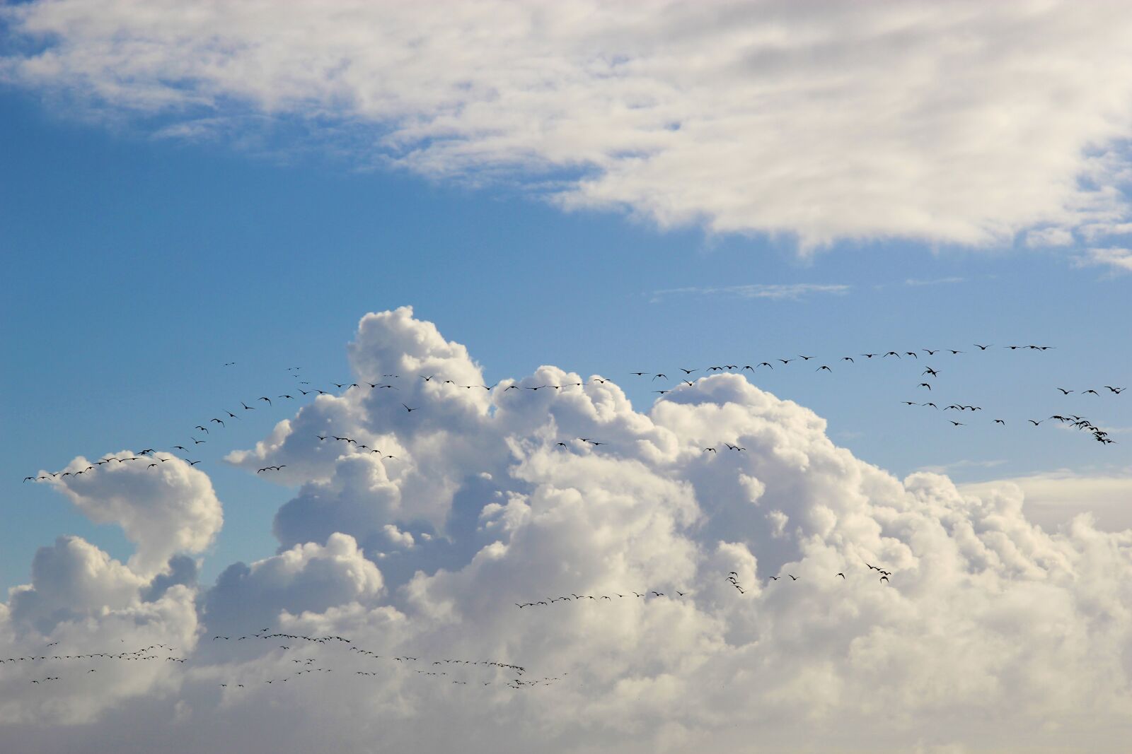 Canon EOS 1200D (EOS Rebel T5 / EOS Kiss X70 / EOS Hi) sample photo. Bird migration, migratory birds photography