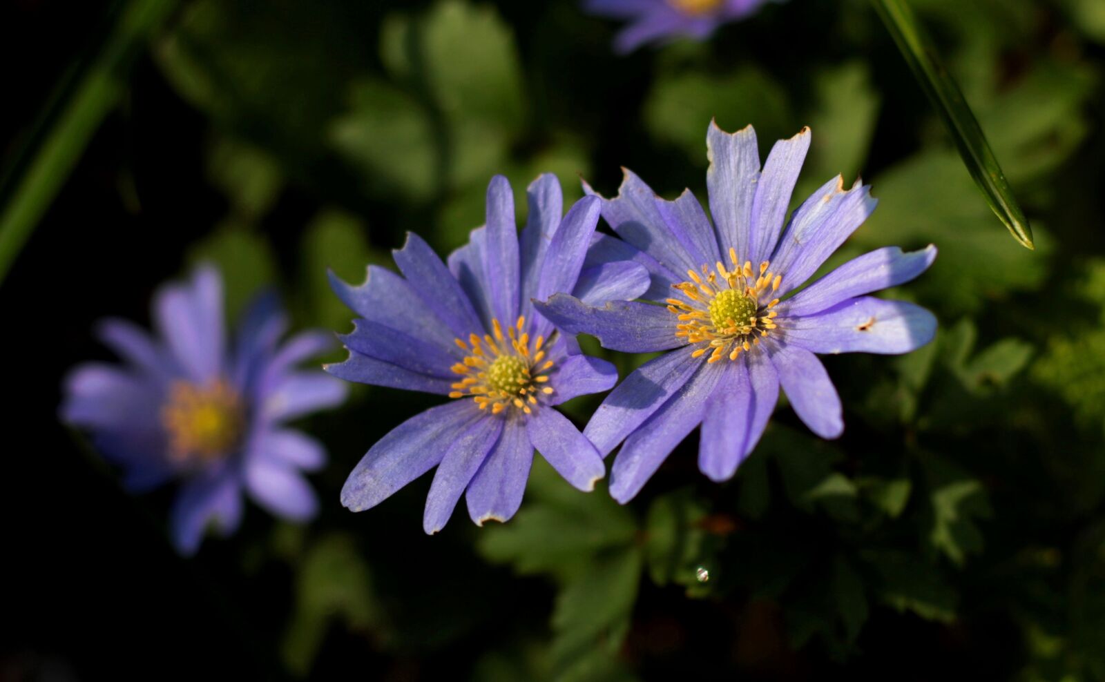 Canon EOS 7D Mark II sample photo. Anemone apennina, blue, anemone photography