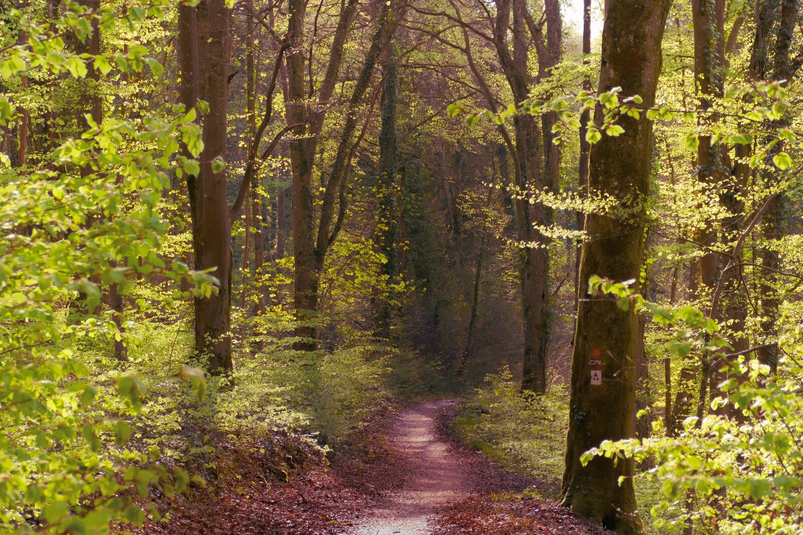 Panasonic Lumix DMC-FZ1000 sample photo. Forest, nature, landscape photography