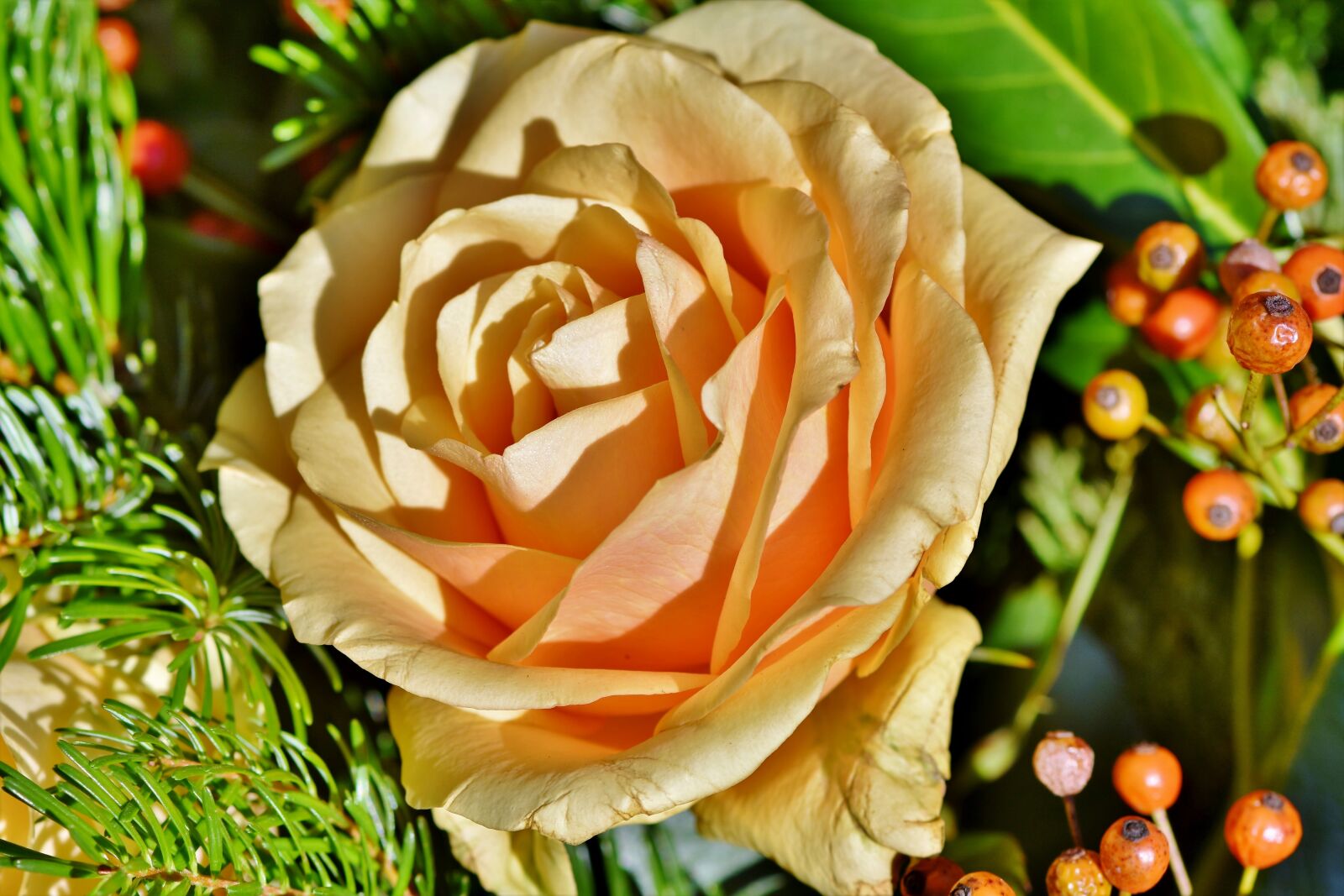 Nikon D7200 sample photo. Rose, rose bloom, floribunda photography