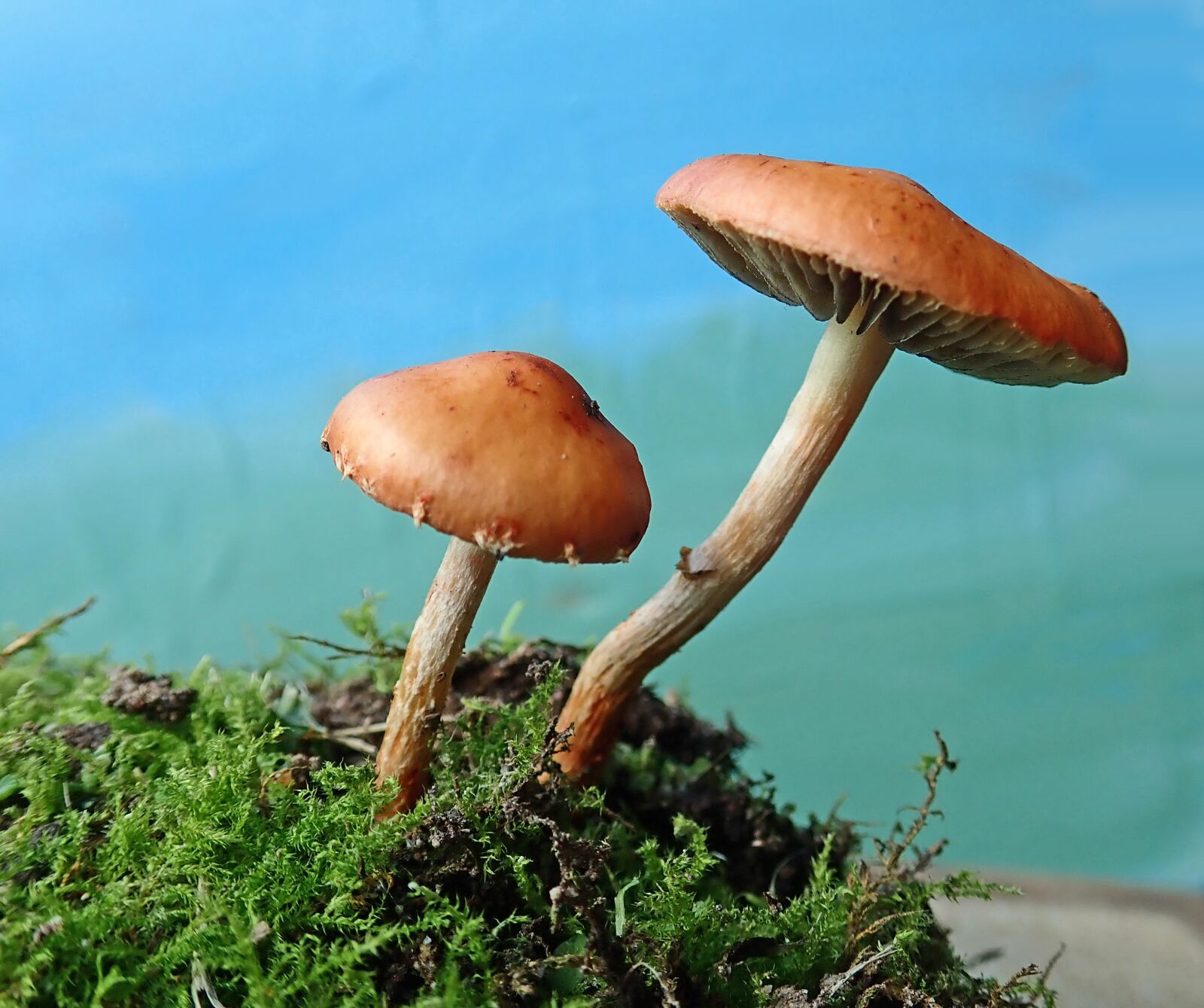 Olympus TG-5 sample photo. Mushrooms, toadstools, fungi photography