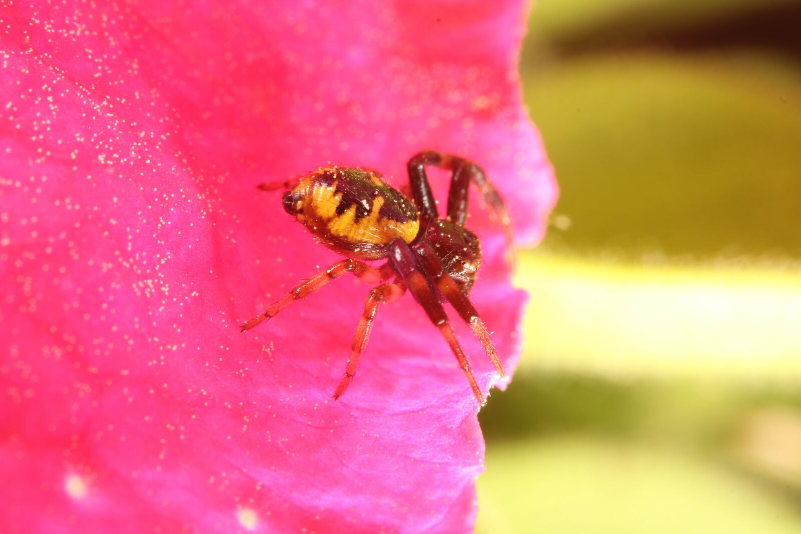 Canon EOS 1300D (EOS Rebel T6 / EOS Kiss X80) sample photo. Spider, flower, insects photography