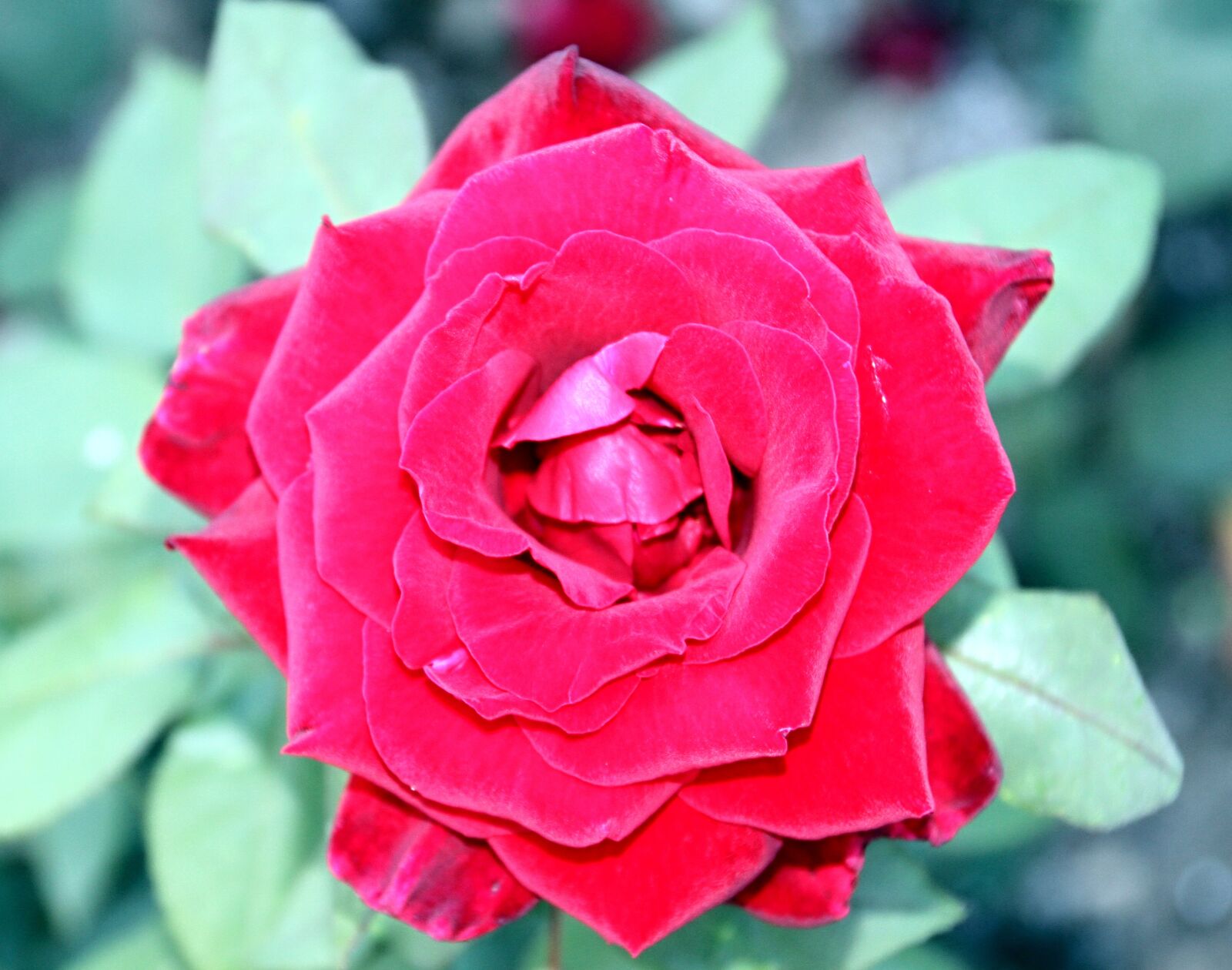 Canon EOS 7D sample photo. Rose, red, blossom photography