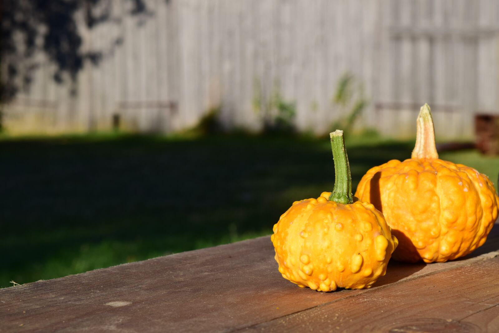 Nikon D3300 sample photo. Decorative squashes, pumpkins, yellow photography
