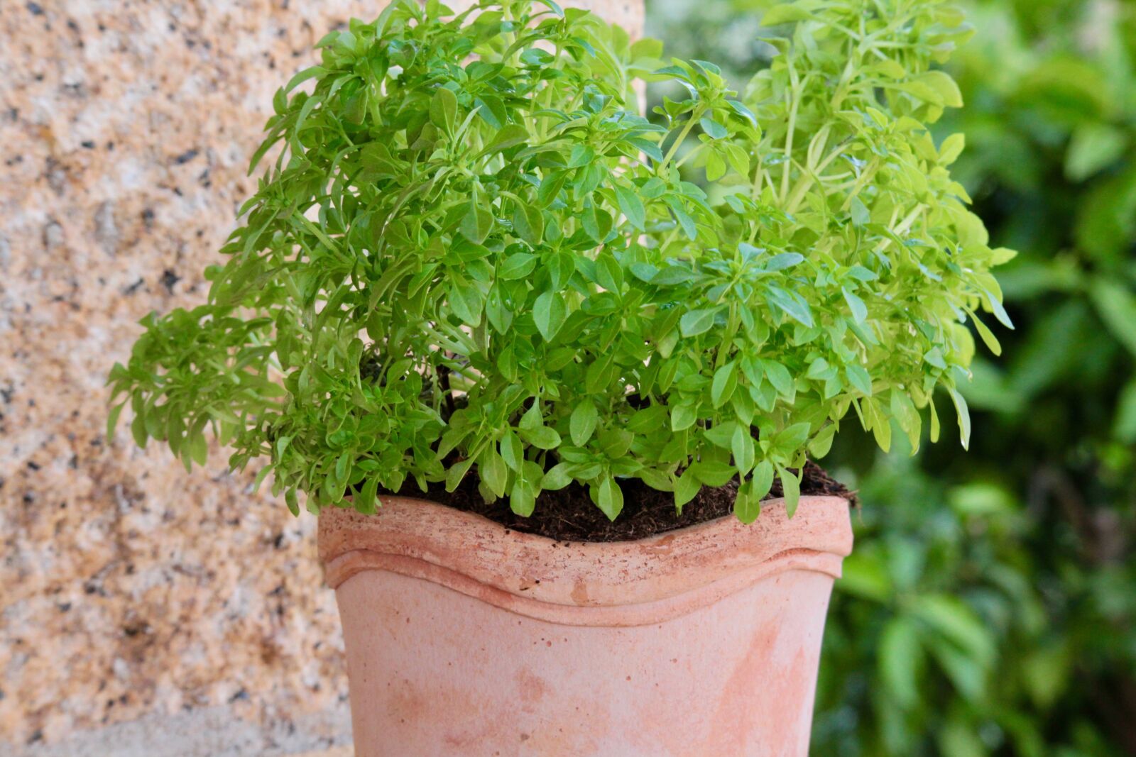 Canon EOS M sample photo. Basil, greek basil, mediterranean photography