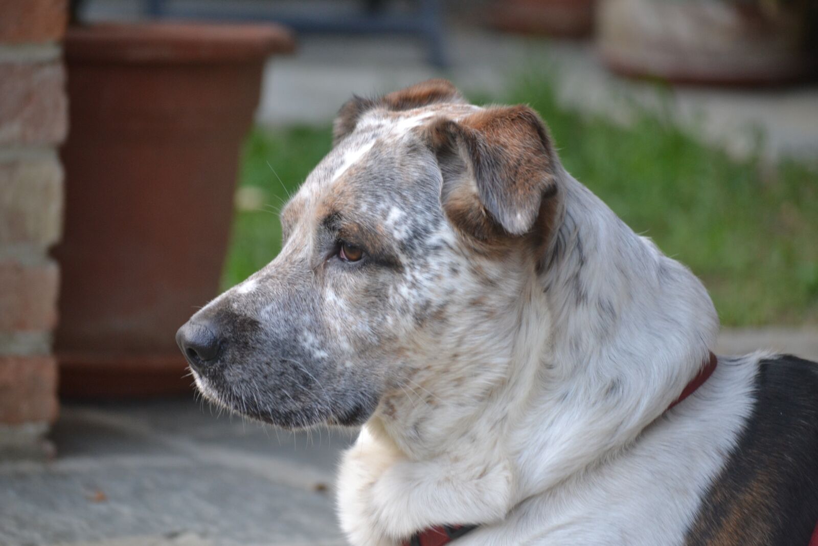 Nikon D3100 sample photo. Dog, first floor, doggy photography