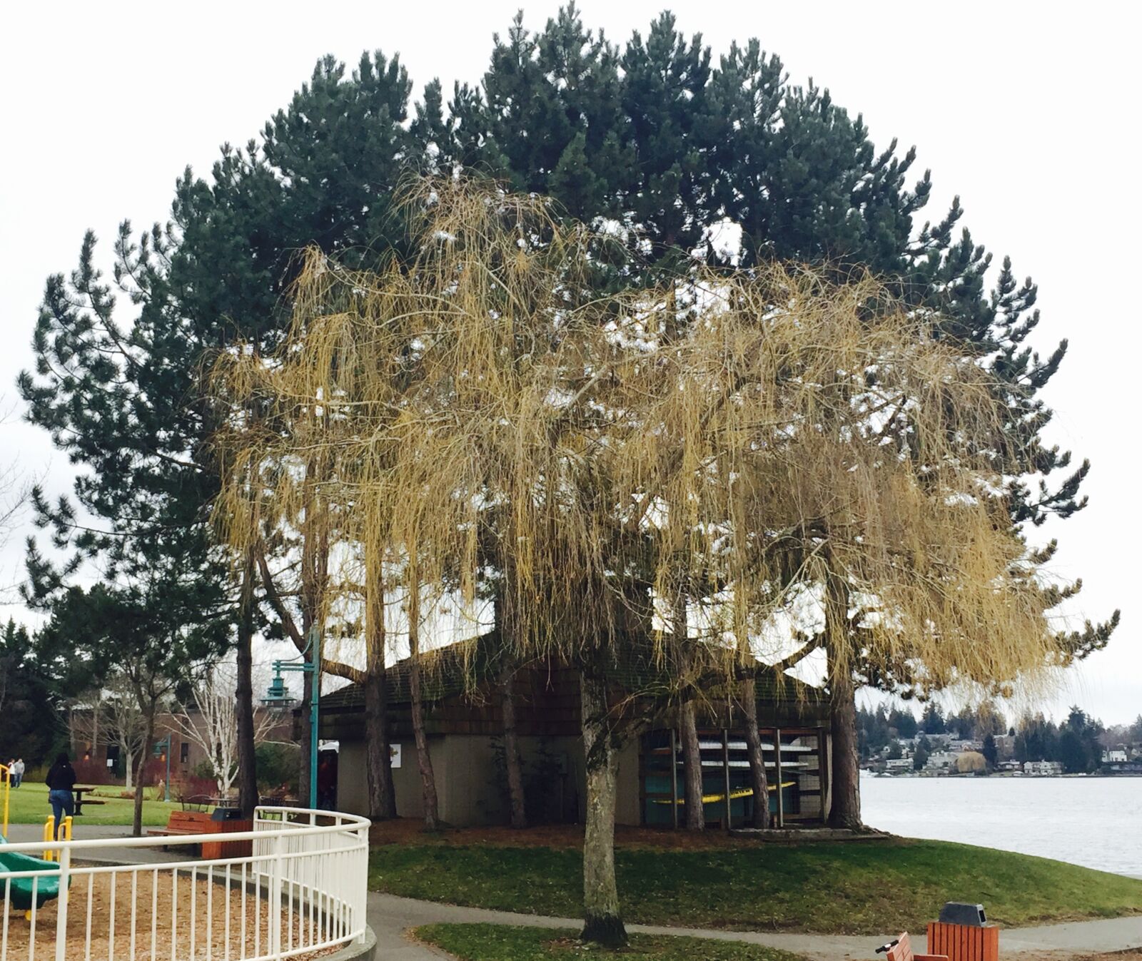 Apple iPhone 6 sample photo. Lake, trees photography