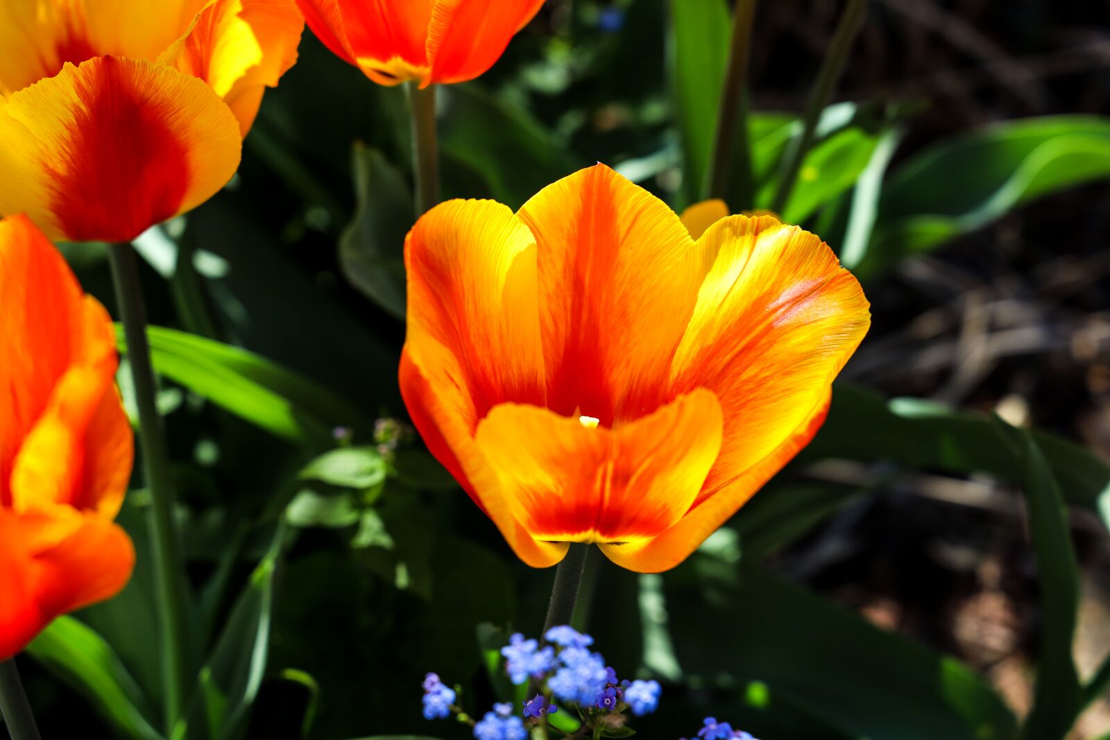 Canon EOS RP sample photo. Tulip, bright red, flowers photography