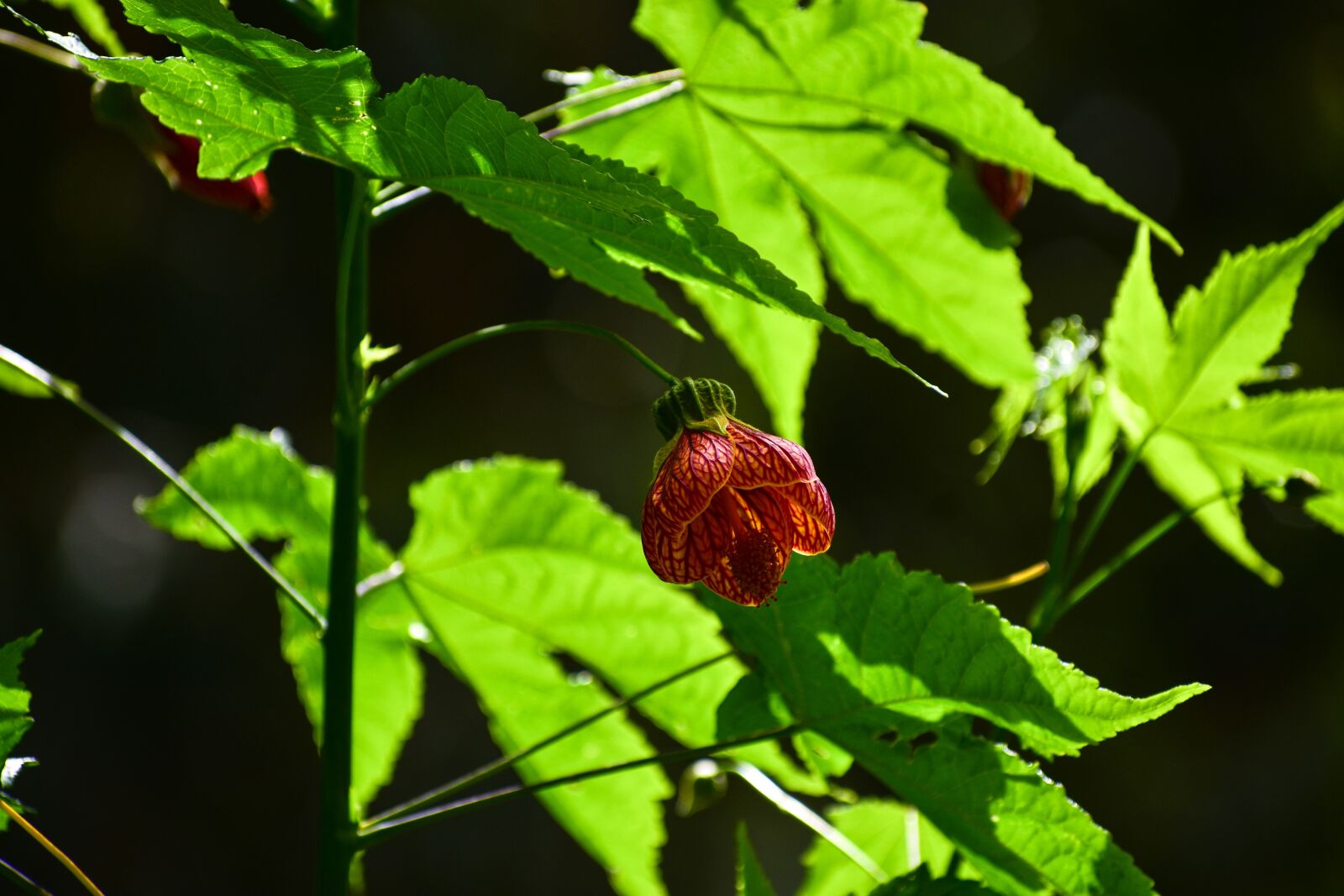 Nikon D3400 sample photo. Flower bell, flower, spring photography