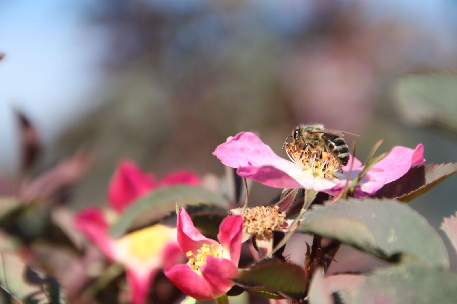 Canon EOS 500D (EOS Rebel T1i / EOS Kiss X3) sample photo. Rose, blossom, bloom photography