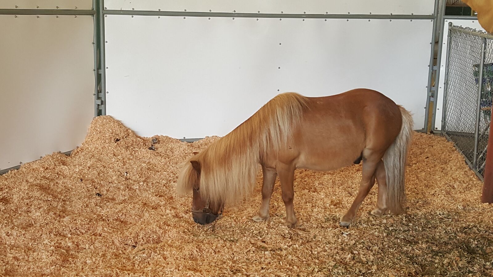 Samsung Galaxy S6 sample photo. Pony, miniature pony, miniature photography