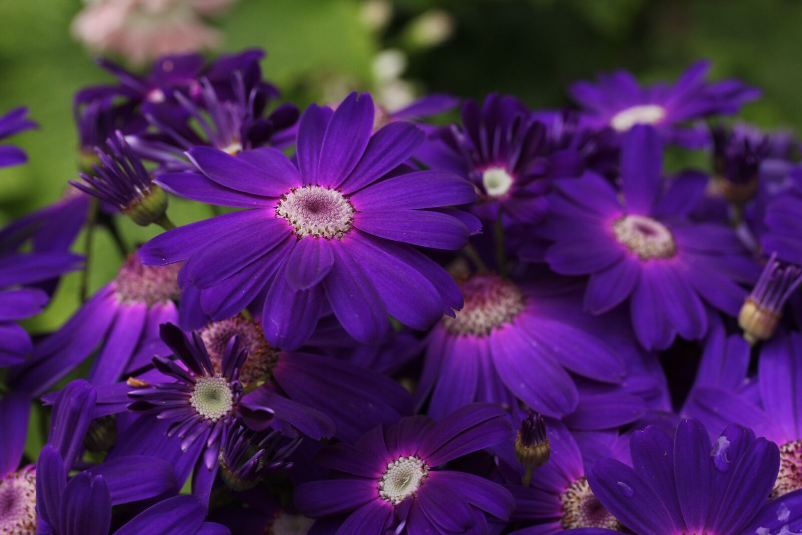 Canon EF-S 60mm F2.8 Macro USM sample photo. Gerbera daisy, purple, flower photography