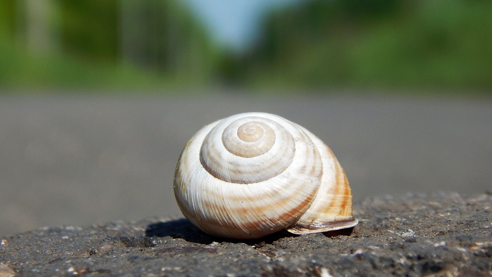 Nikon Coolpix L830 sample photo. Nature, snail, shells photography