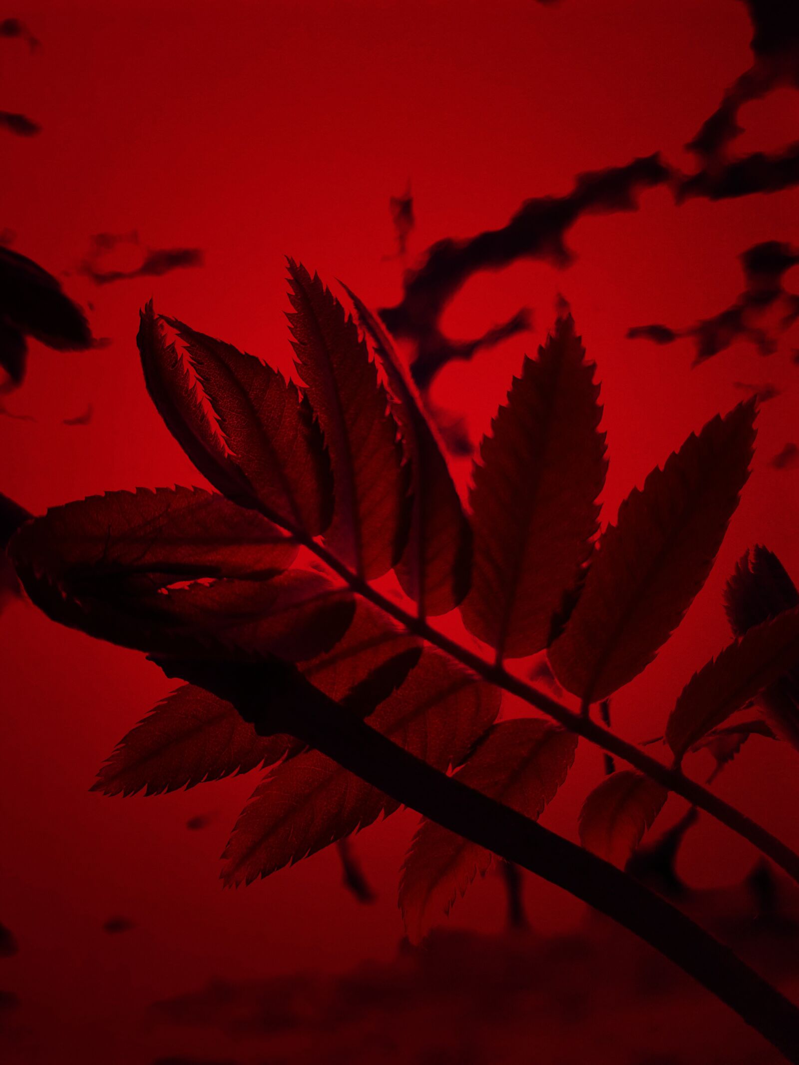 Samsung Galaxy S8 sample photo. Rowan, leaf, red photography