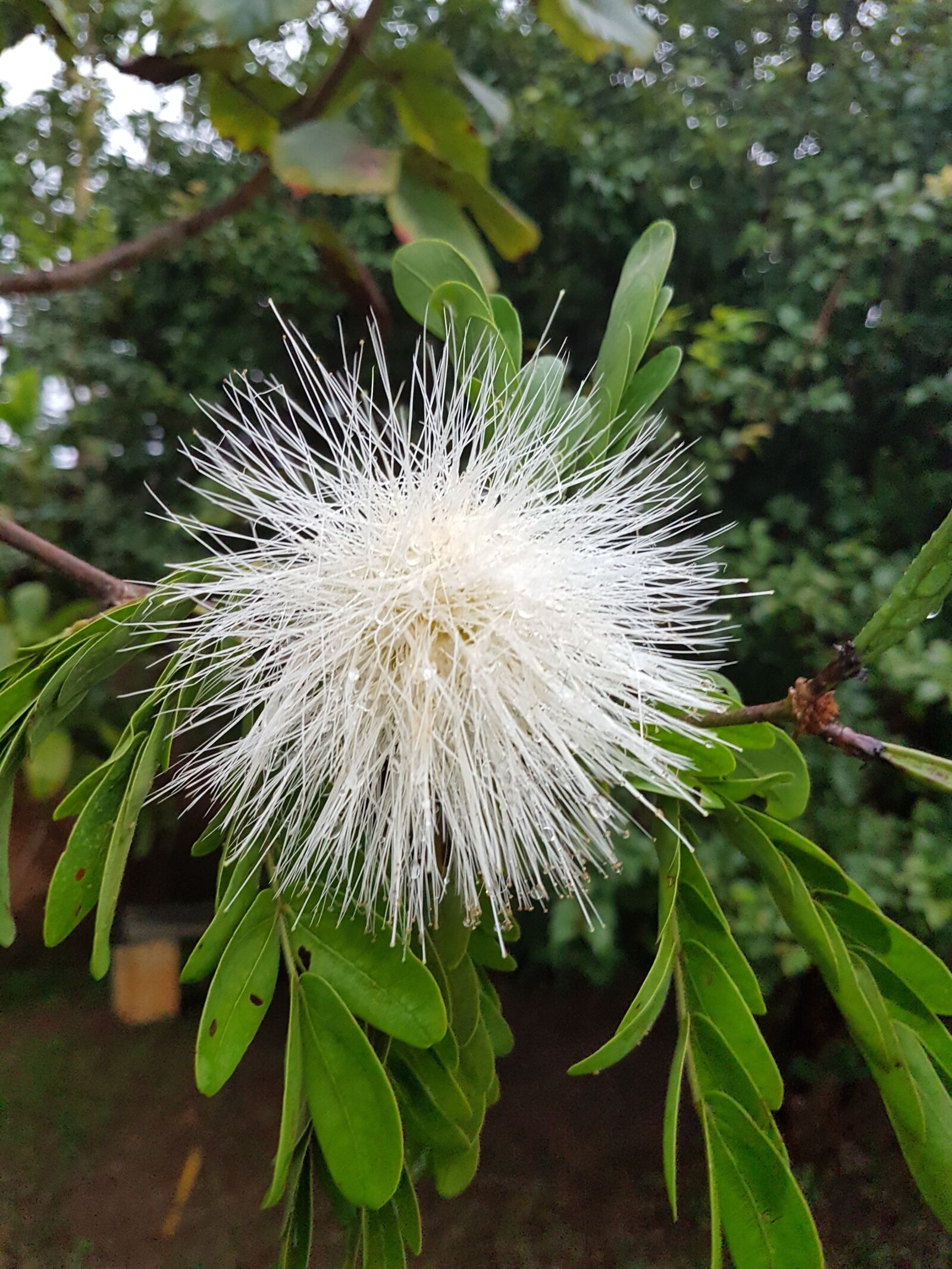 Samsung Galaxy S7 Edge sample photo. Flower, nature, garden photography