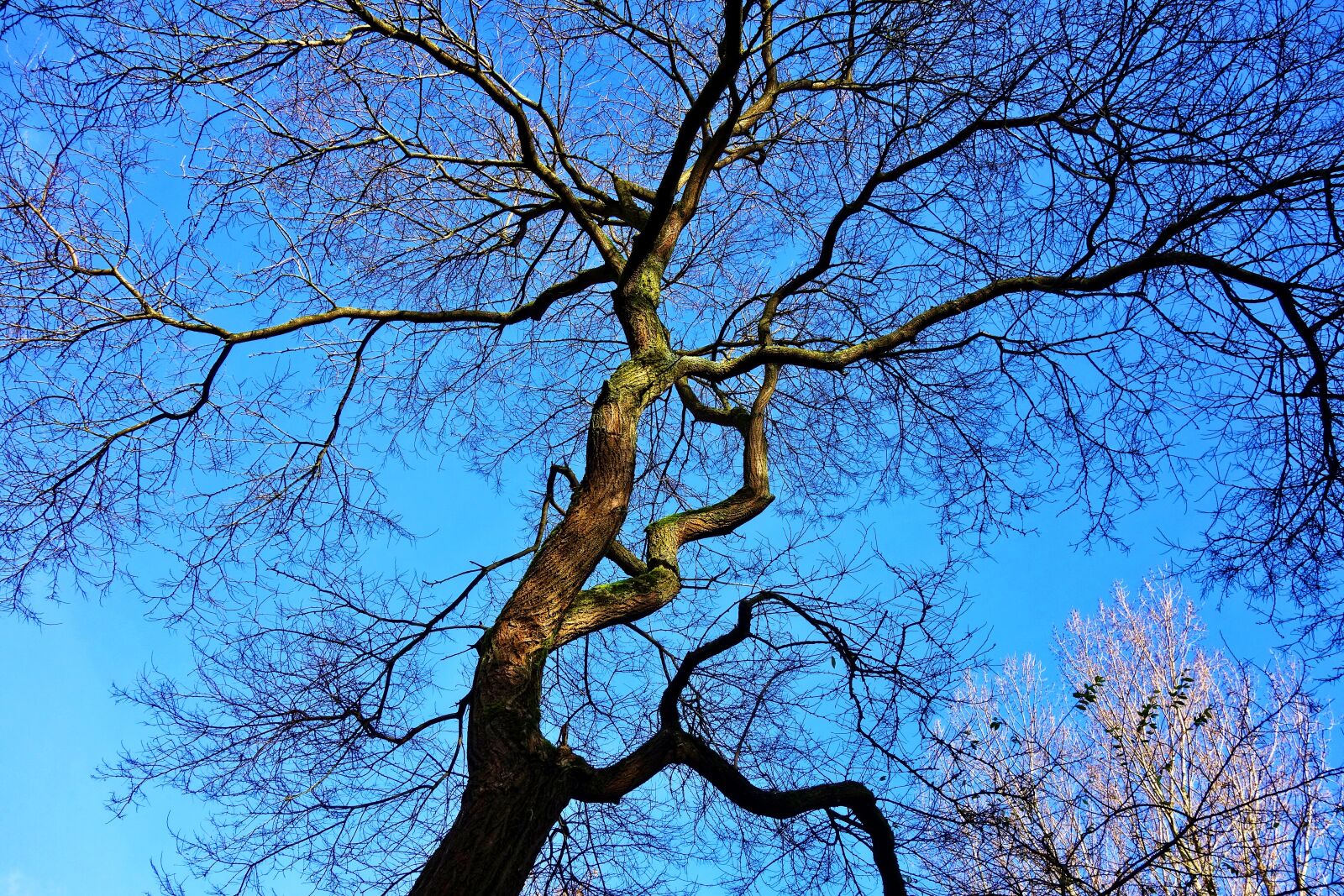 Sony Cyber-shot DSC-RX100 sample photo. Tree, winter tree, branches photography
