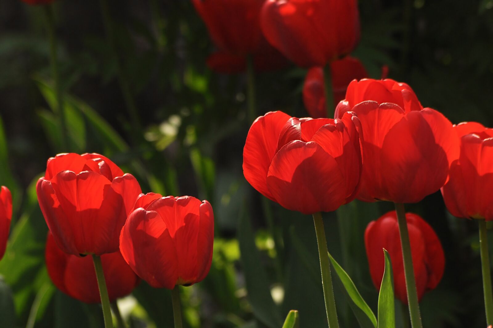 Nikon D90 sample photo. Tulips, red, flowers photography