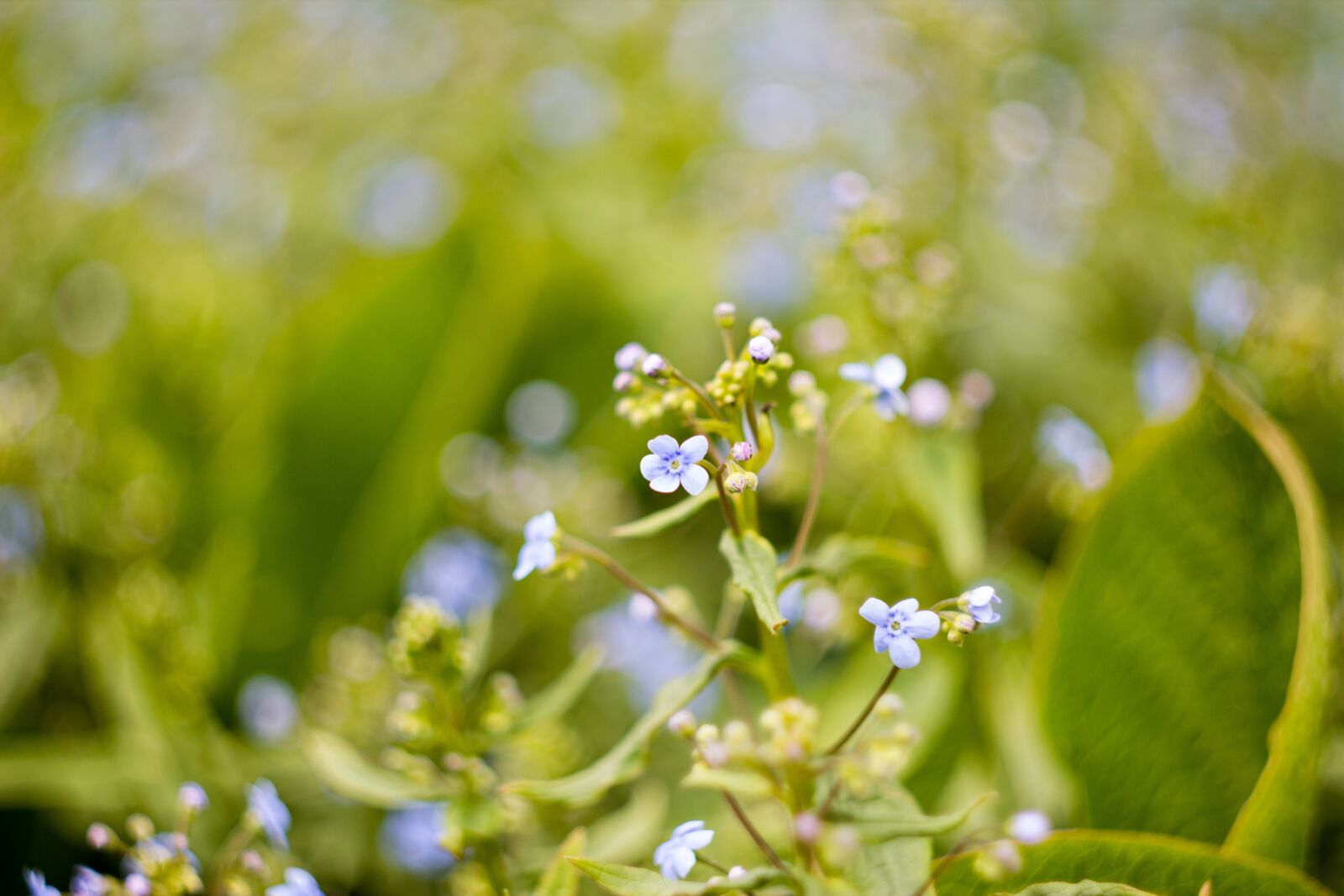 Canon EOS 600D (Rebel EOS T3i / EOS Kiss X5) sample photo. Plant, beautiful flower photography