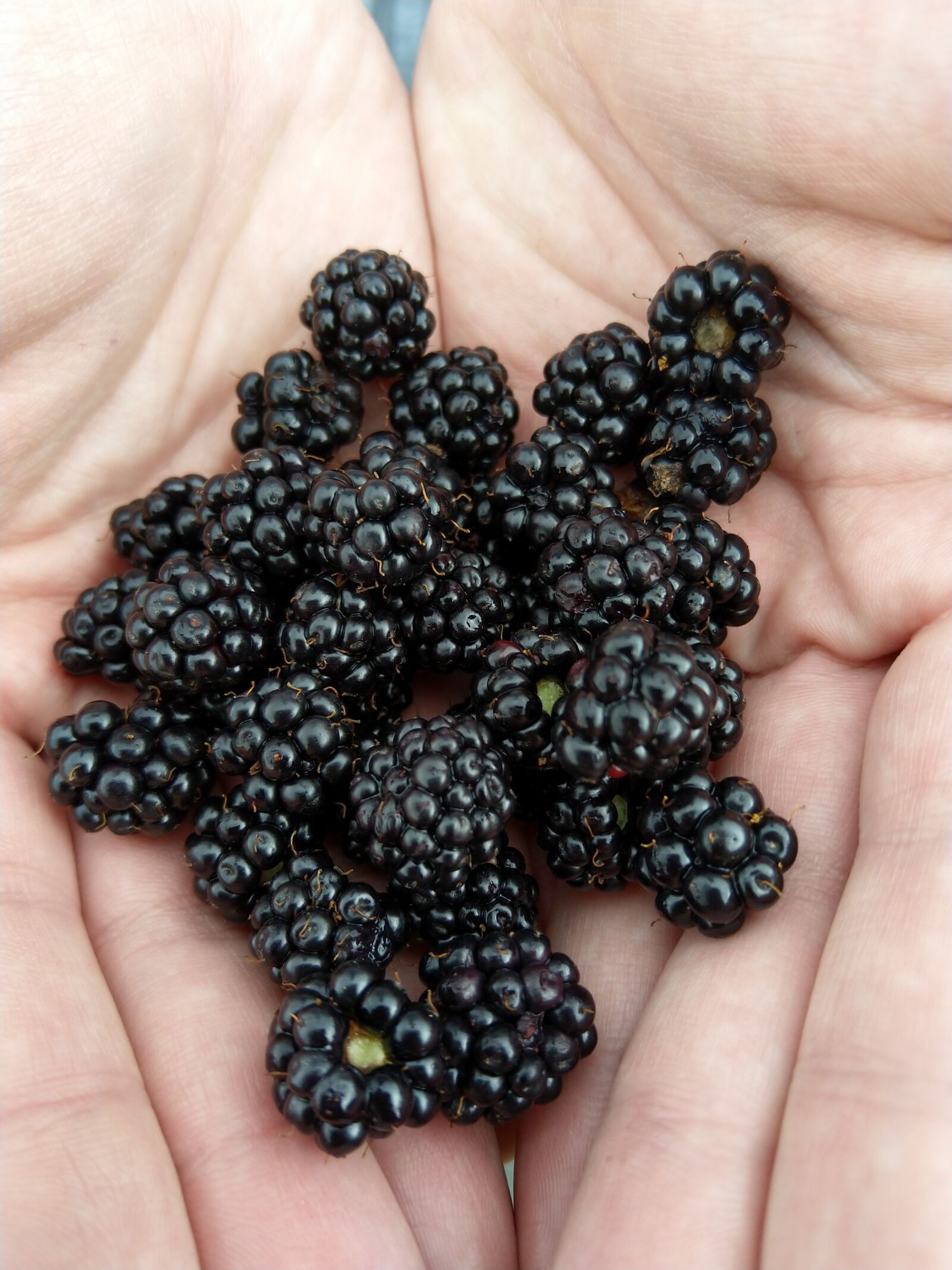 HMD Global Nokia 7 plus sample photo. Blackberries, blackberry, fruit photography