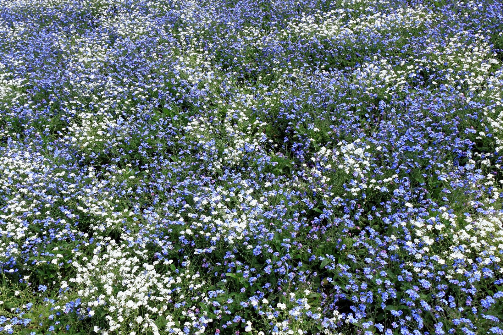 Canon EOS 750D (EOS Rebel T6i / EOS Kiss X8i) sample photo. Ground cover, purple, flower photography