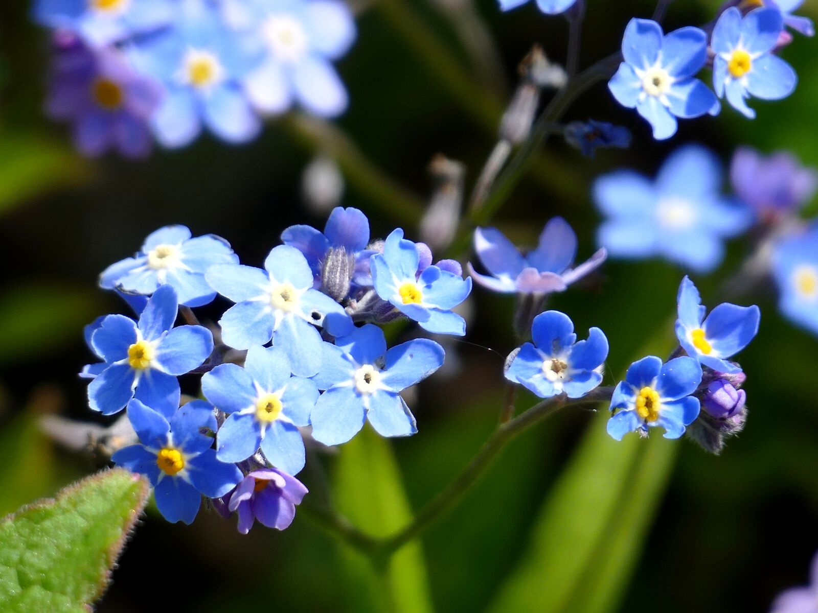 Panasonic Lumix DMC-FZ1000 sample photo. Flower, blue, blossom photography