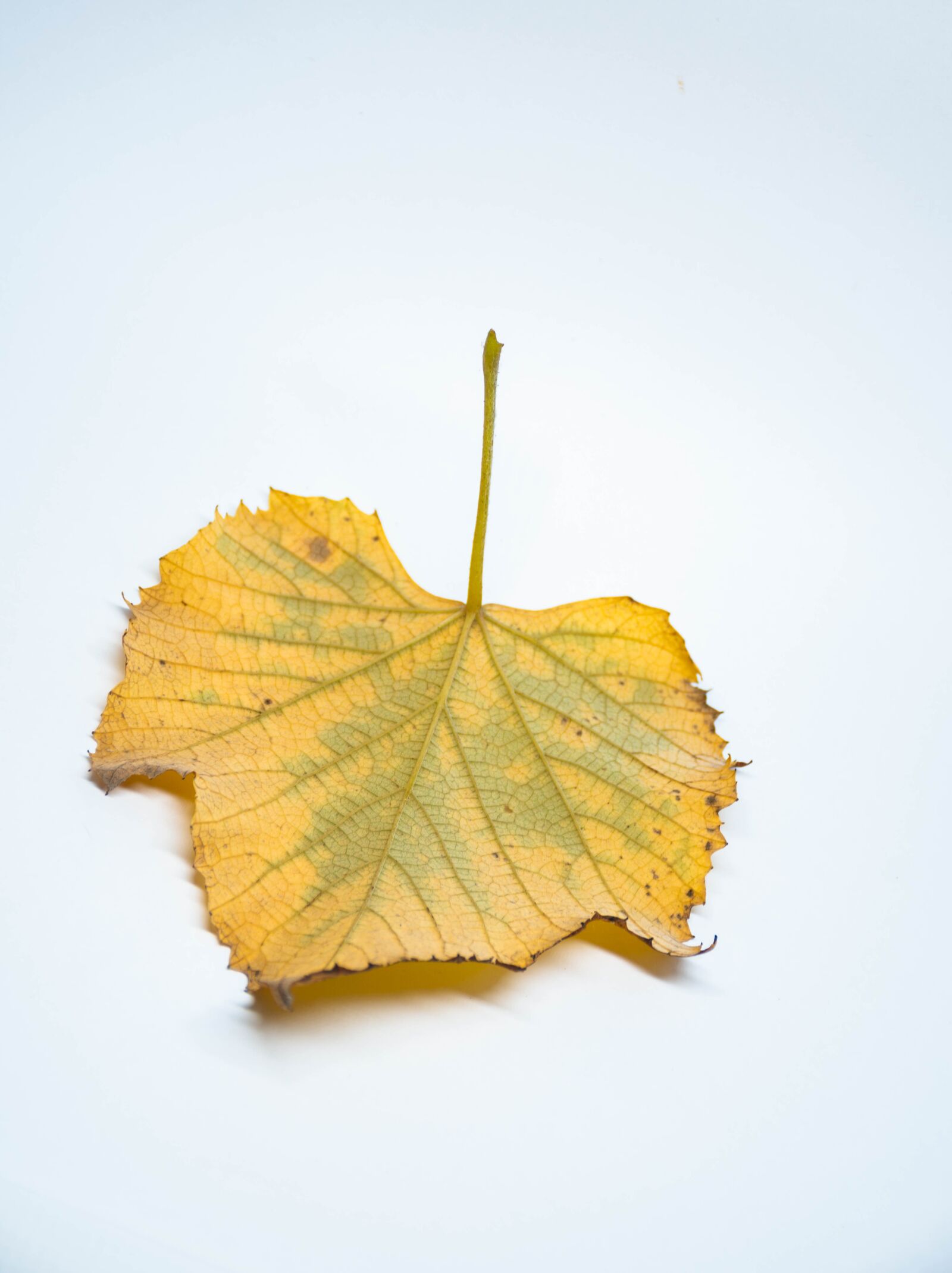 Nikon D7200 sample photo. Leaves, colorful, autumn photography