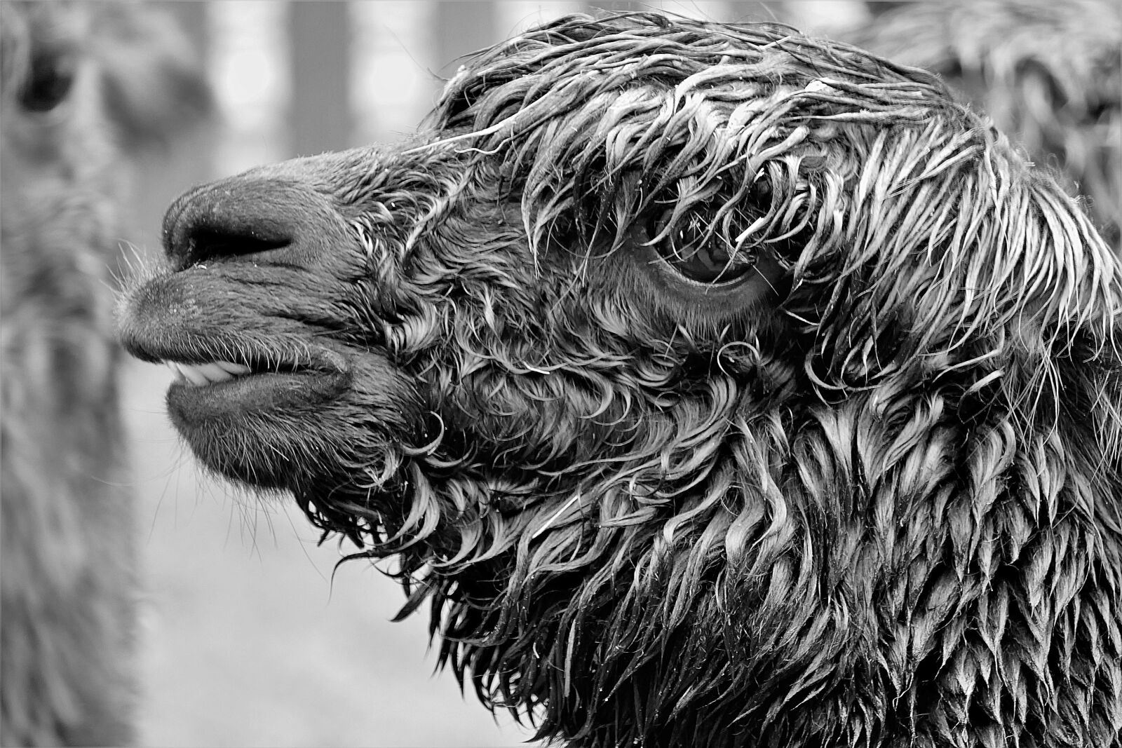 Panasonic Lumix DMC-FZ1000 sample photo. Alpaca, black and white photography