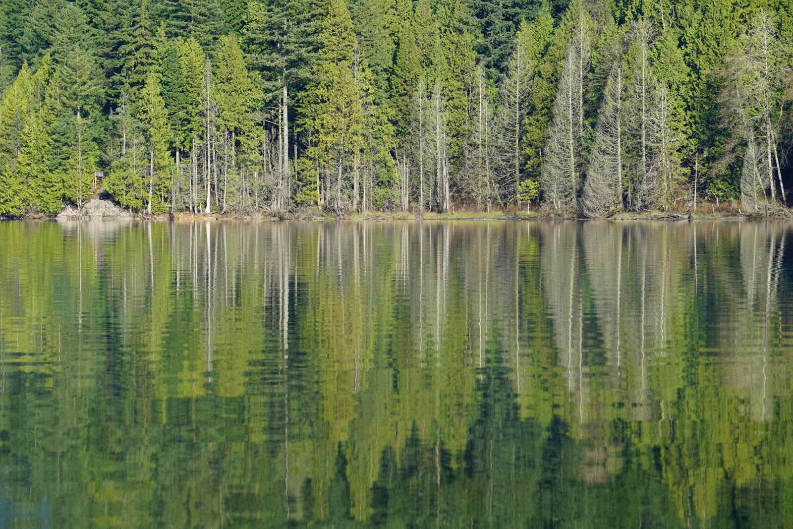 Sony a7R II + Sony FE 70-200mm F4 G OSS sample photo. Buntzen lake, british columbia photography