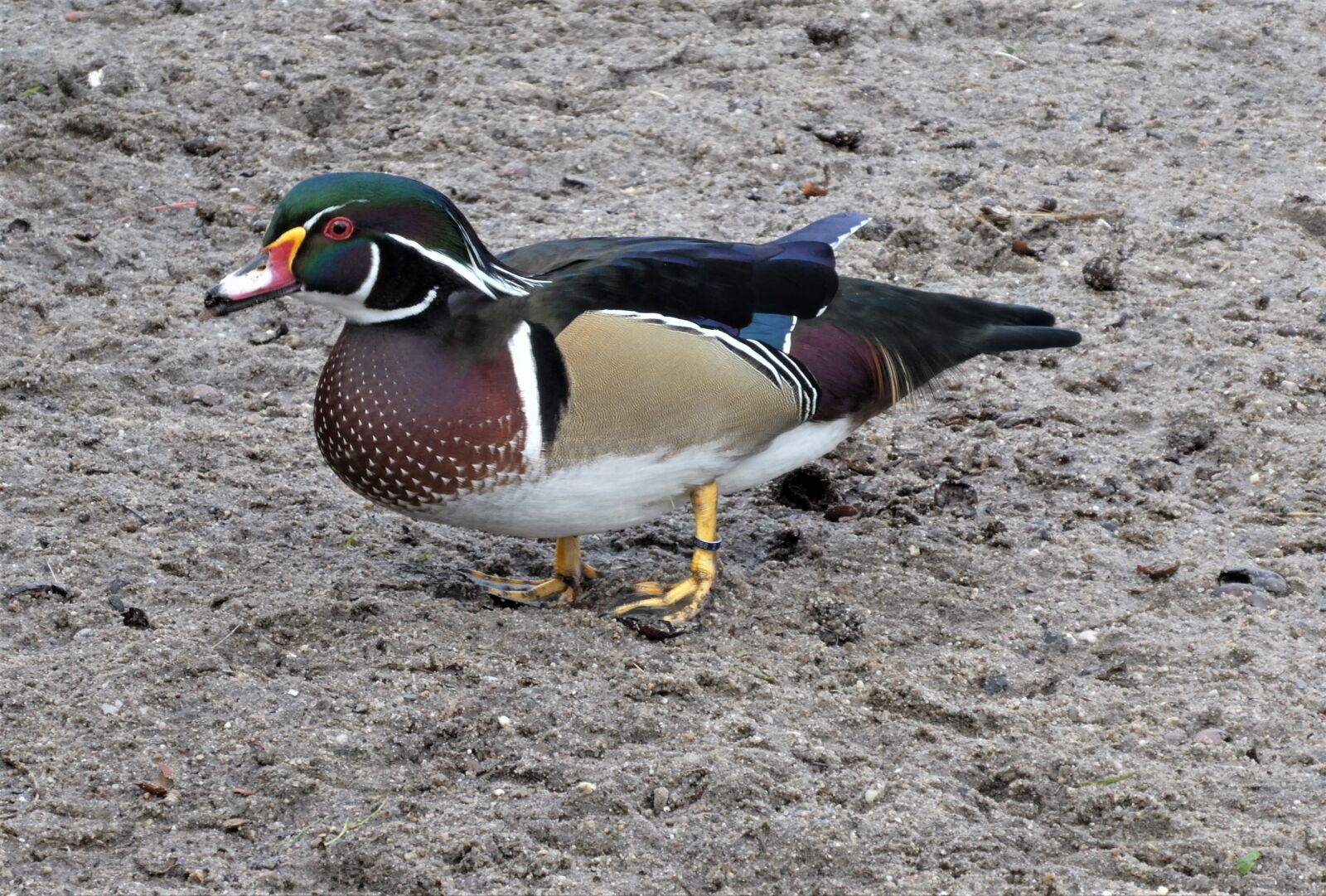 Panasonic Lumix DC-ZS70 (Lumix DC-TZ90) sample photo. Duck, water birds, plumage photography