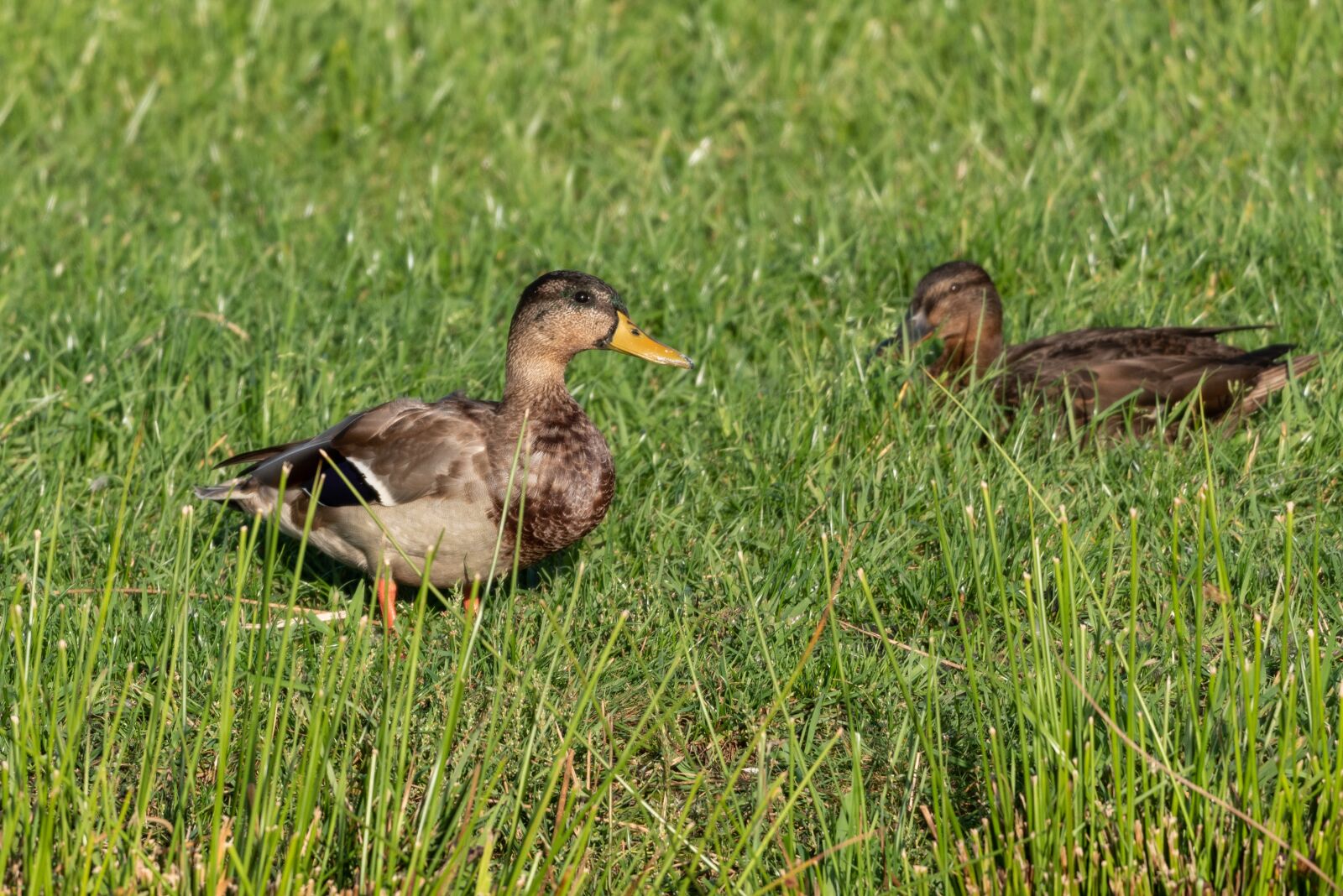Nikon D750 sample photo. Birds, ducks, animal photography