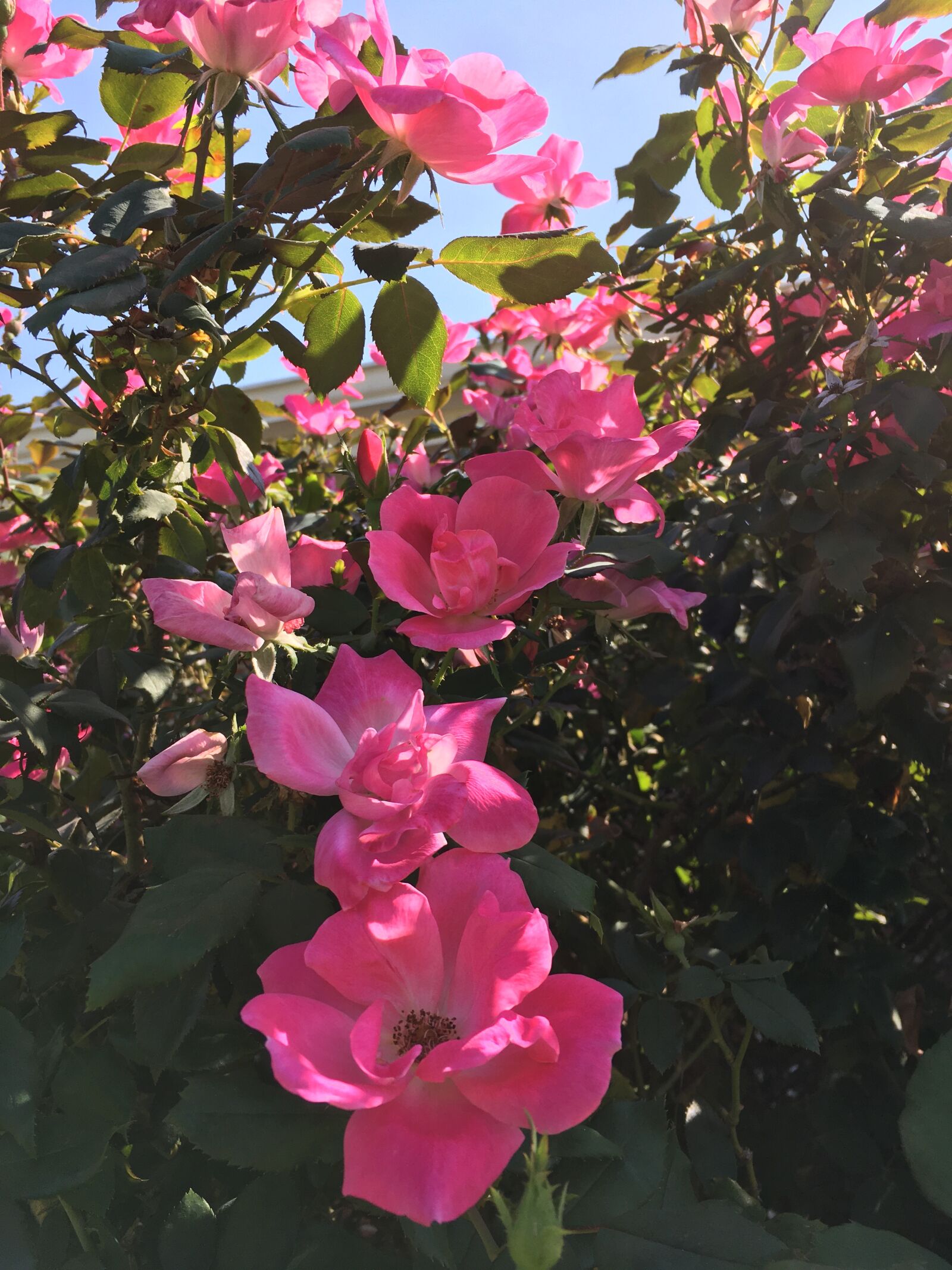 Apple iPhone SE (1st generation) sample photo. Pink flowers, nature, plants photography