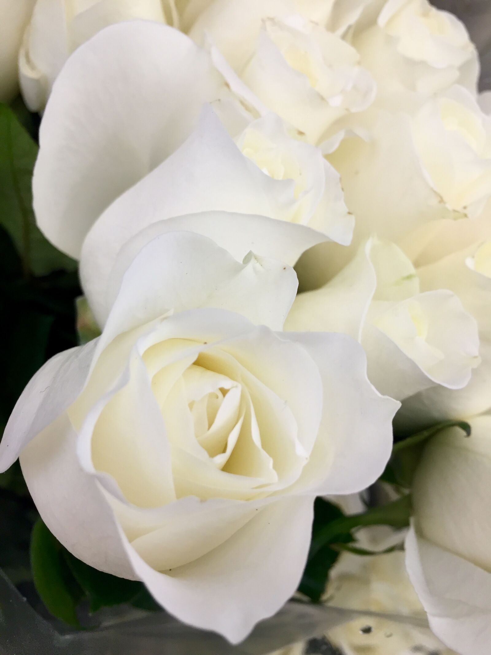 iPhone 6 Plus back camera 4.15mm f/2.2 sample photo. Bloom, blossom, flowers, love photography