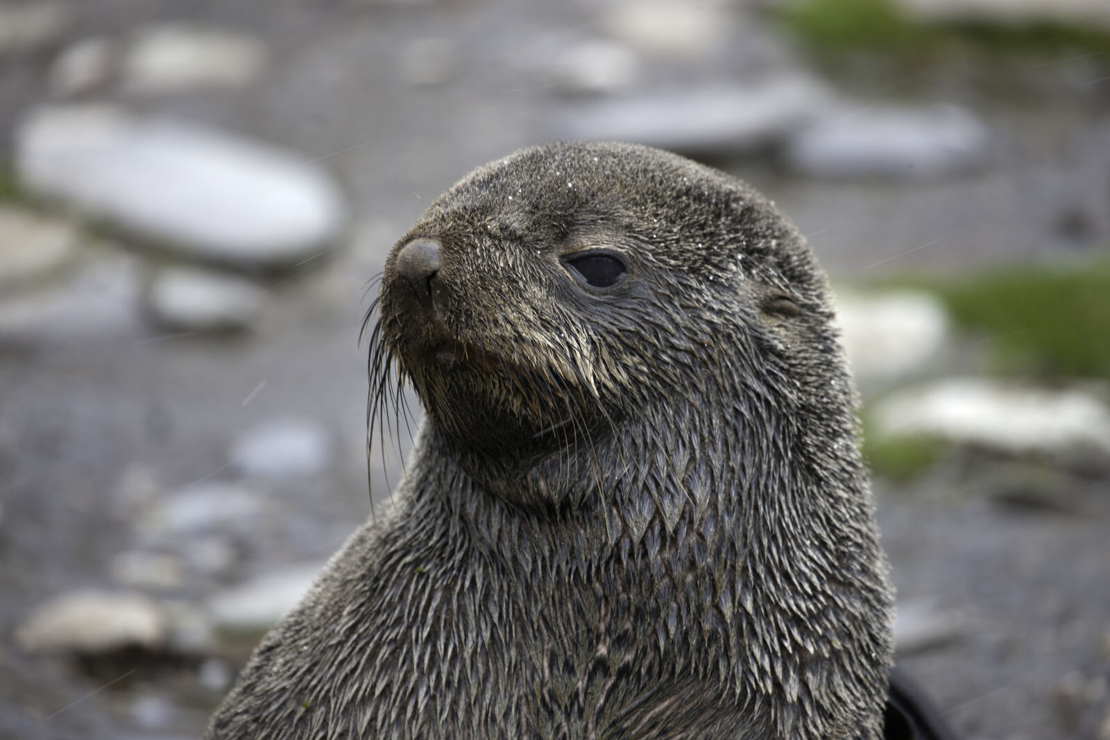 Canon EOS-1Ds Mark III + Canon EF 100-400mm F4.5-5.6L IS USM sample photo. Animal, antarctic, fur, seal photography