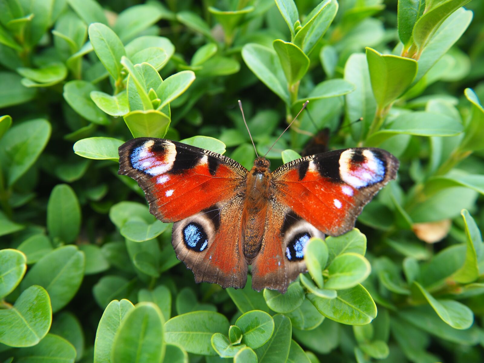 Olympus OM-D E-M10 sample photo. Peacock butterfly, butterfly, nature photography