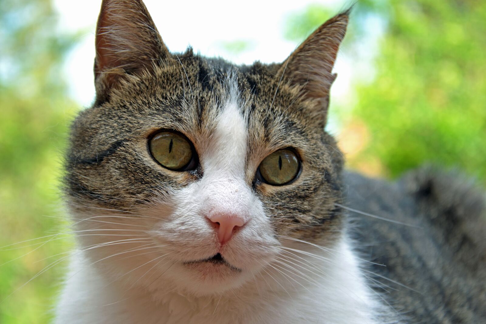 Nikon D3300 sample photo. Cat, animal, pet photography